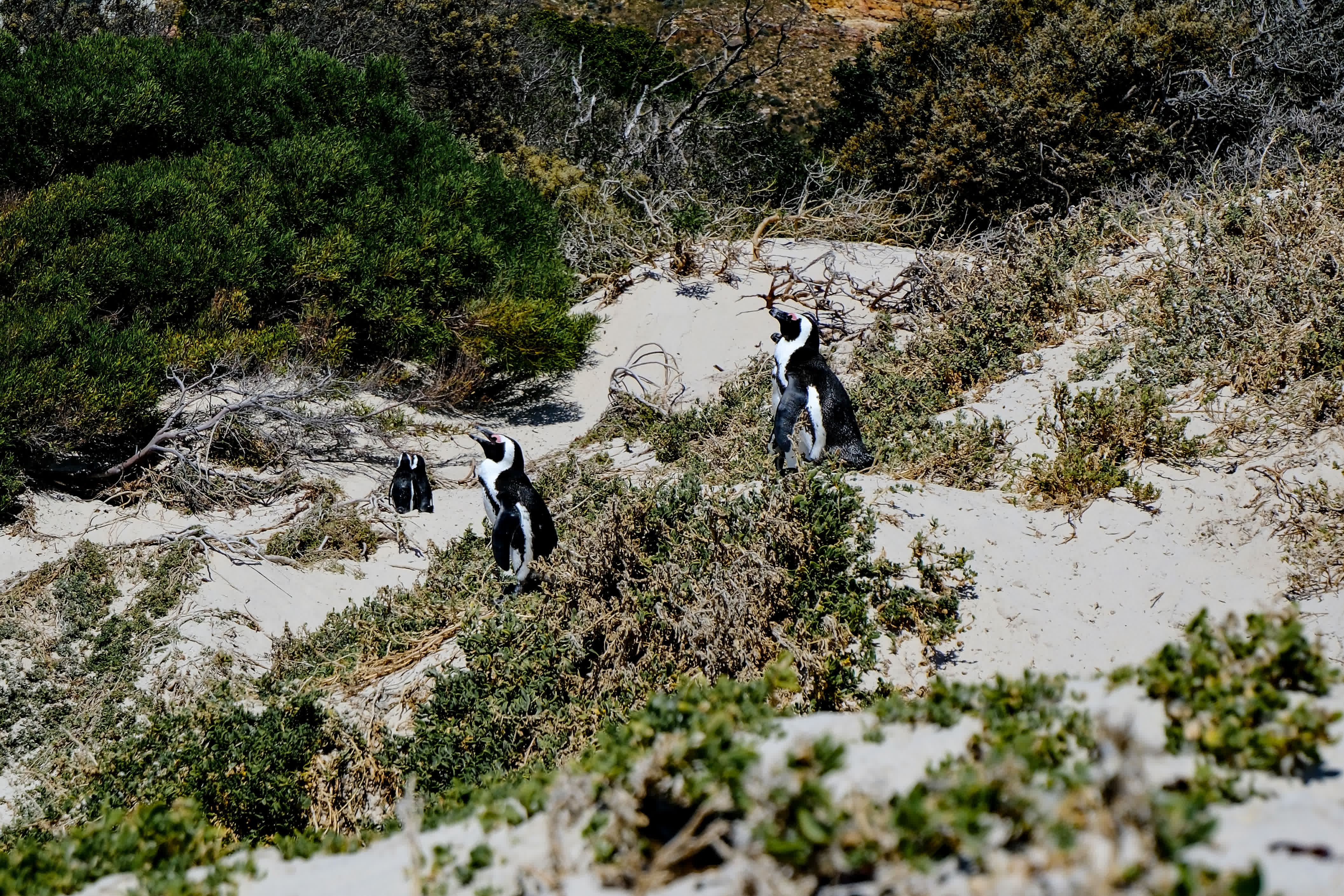 這是1月24日在南非開普敦西蒙鎮海灘上拍攝的非洲企鵝。（新華社）