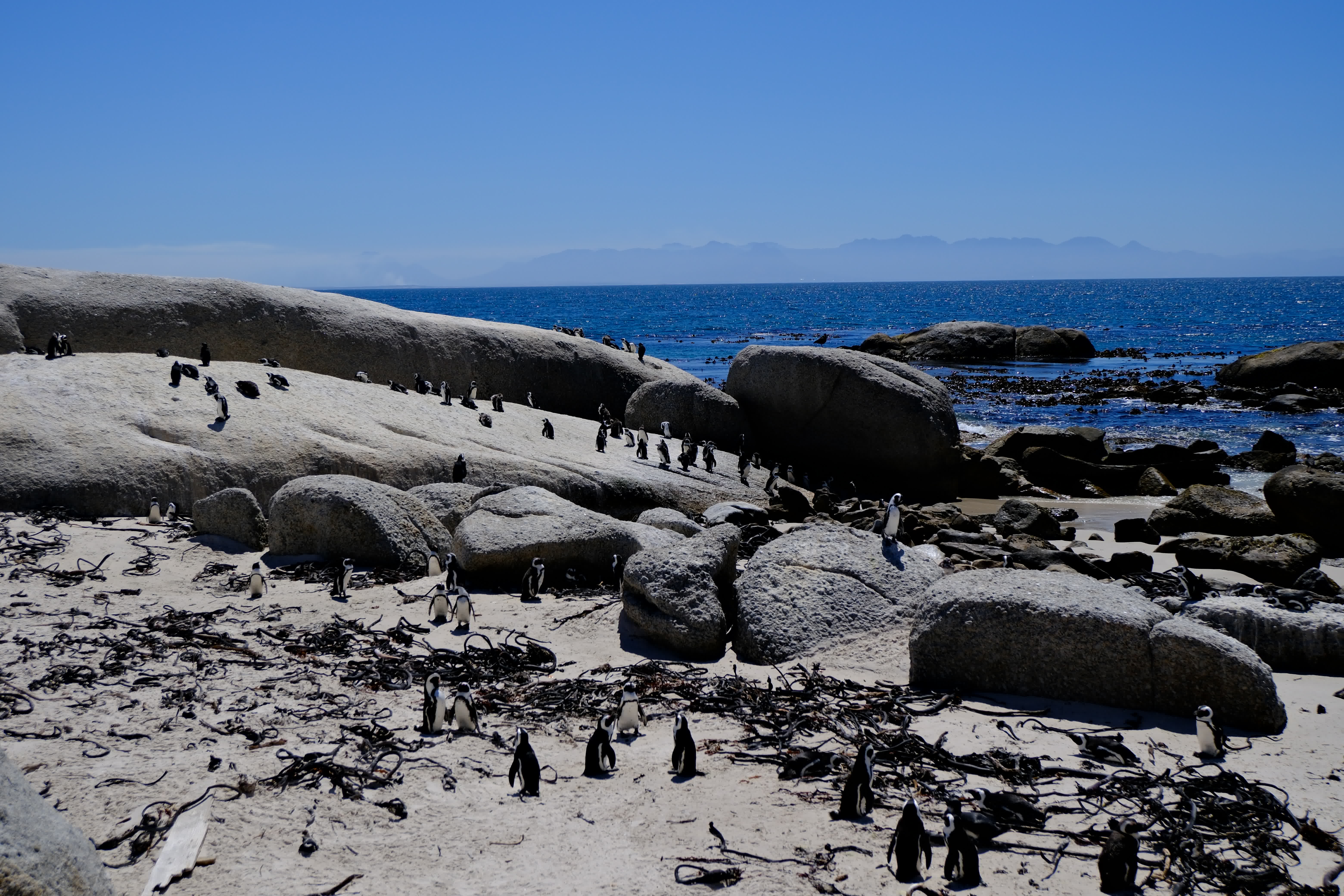 這是1月24日在南非開普敦西蒙鎮海灘上拍攝的非洲企鵝。（新華社）