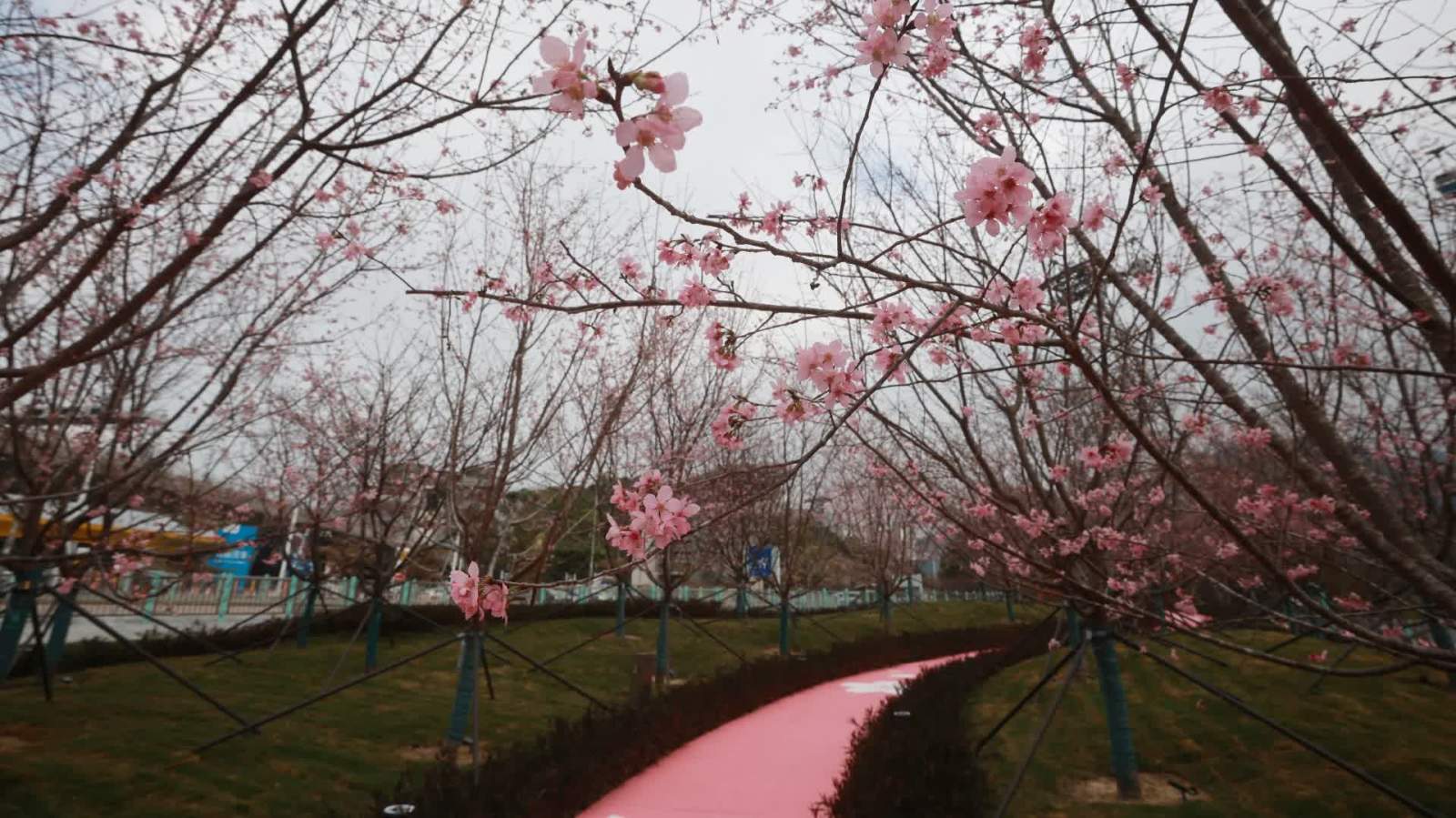 （有片）機場櫻花園陸續開花　遊人「打卡」又添新地標