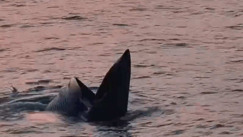 （有片）夕陽下的捕食盛宴！布氏鯨張嘴吞食　海鷗盤旋上空