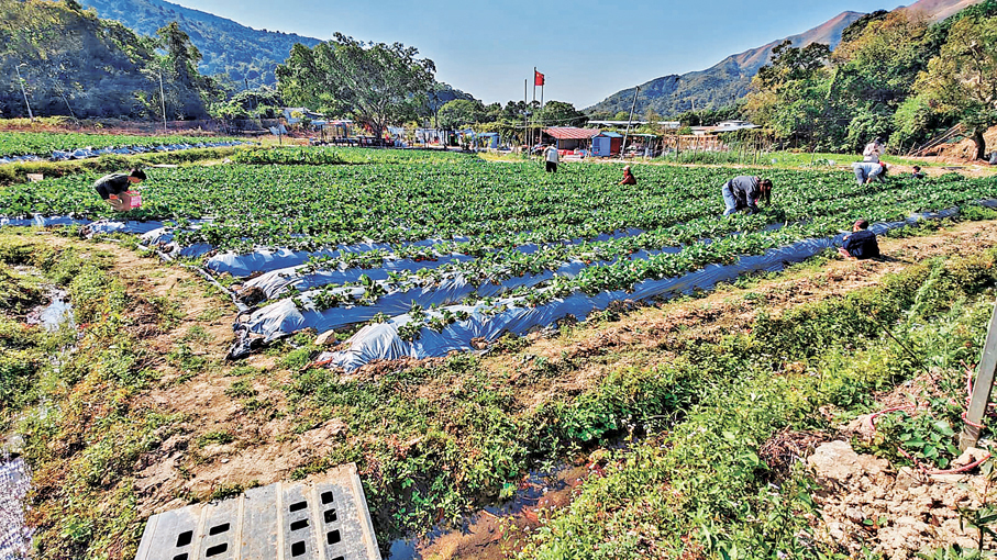 中泰農莊冬季開業親子樂園即摘鮮果