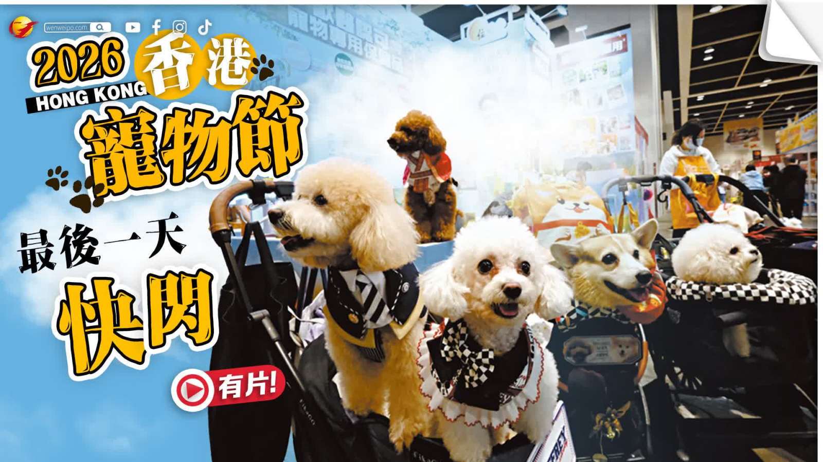 （有片）一片直擊「香港寵物節2026」睇下有咩買 趁最後一天快閃