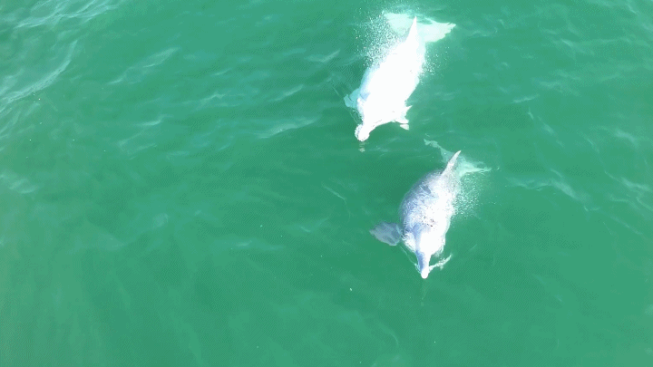 （有片）超治癒！三娘灣中華白海豚群逐浪嬉戲