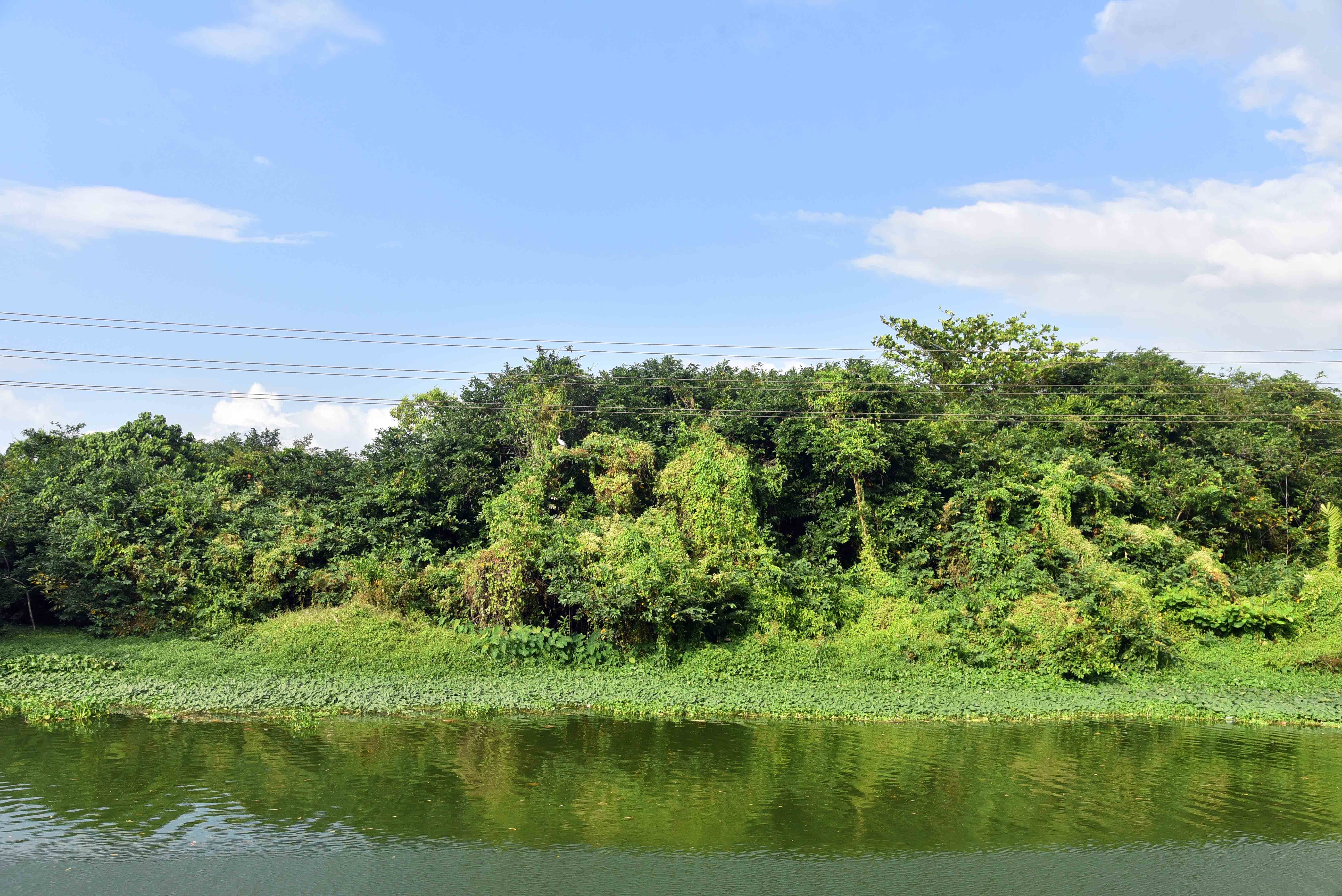 這是2月1日在斯里蘭卡首都科倫坡南部的博拉萊斯加穆瓦拍攝的阿蒂迪亞鳥類保護區濕地風光。新華社