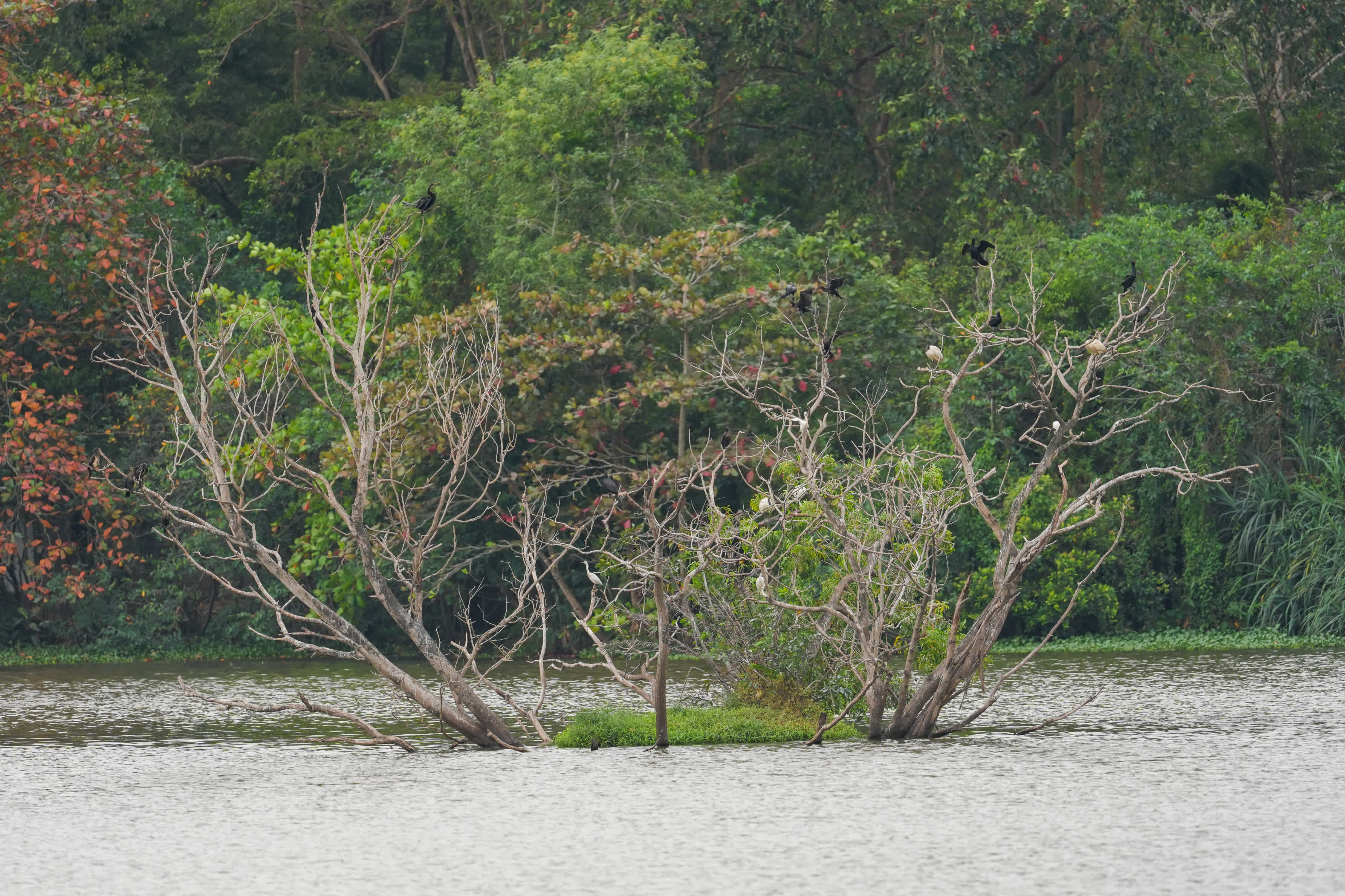 這是2月2日在斯里蘭卡科特拍攝的迪亞薩魯公園濕地風光。新華社