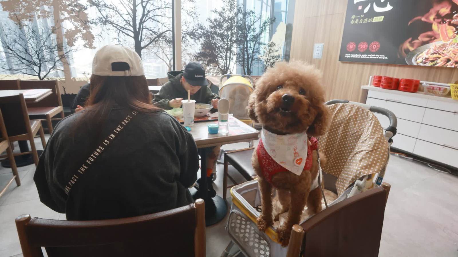 政府擬修例容許狗隻進入食肆　首階段推出500至1000個名額