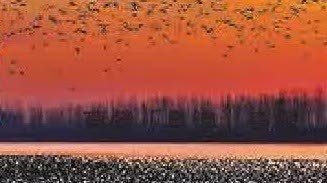 北方版《逍遙游》上演！山東「鳥浪」遮天蔽日