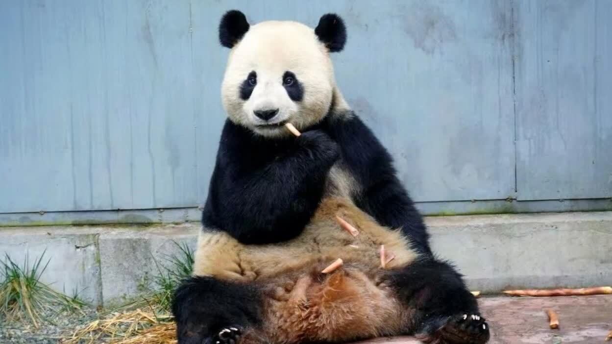 大熊貓首駐新疆　「寶元」「德瑞」昨抵烏魯木齊