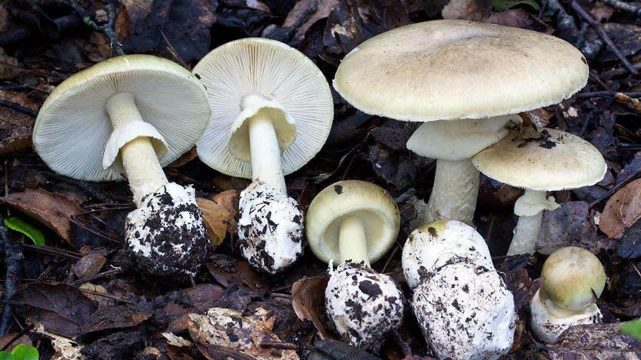 美加州死帽菇繁盛　4人誤食死亡