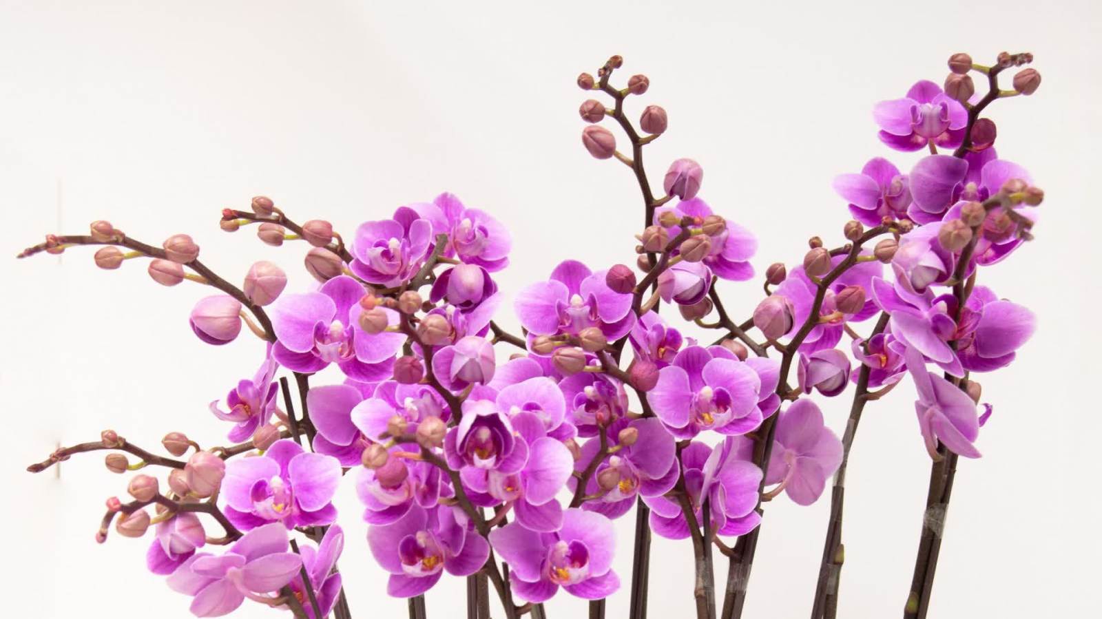 農曆新年│漁護署籲勿非法攜帶或網購蘭花等瀕危物種入境