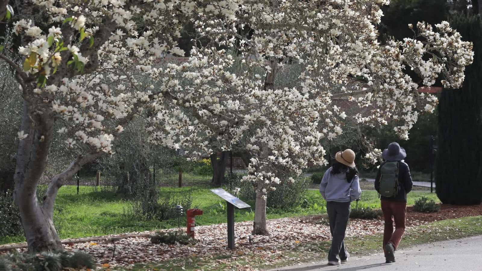 斐洛里花園玉蘭盛開