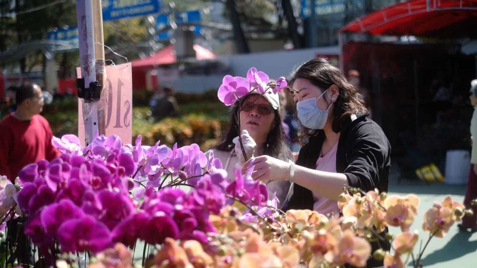 圖集︱年宵花靚人更旺　市民「馬」上辦年貨