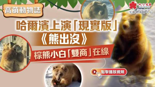 高萌動物誌｜哈爾濱上演「現實版」《熊出沒》　棕熊小白「雙商」在線