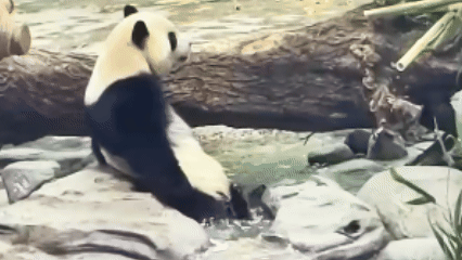 （有片）解鎖熊貓兄弟在哈爾濱的第一個冬天