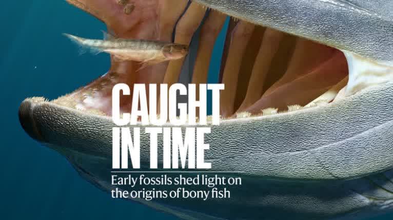 我國硬骨魚類研究新突破！填補「從魚到人」演化空白