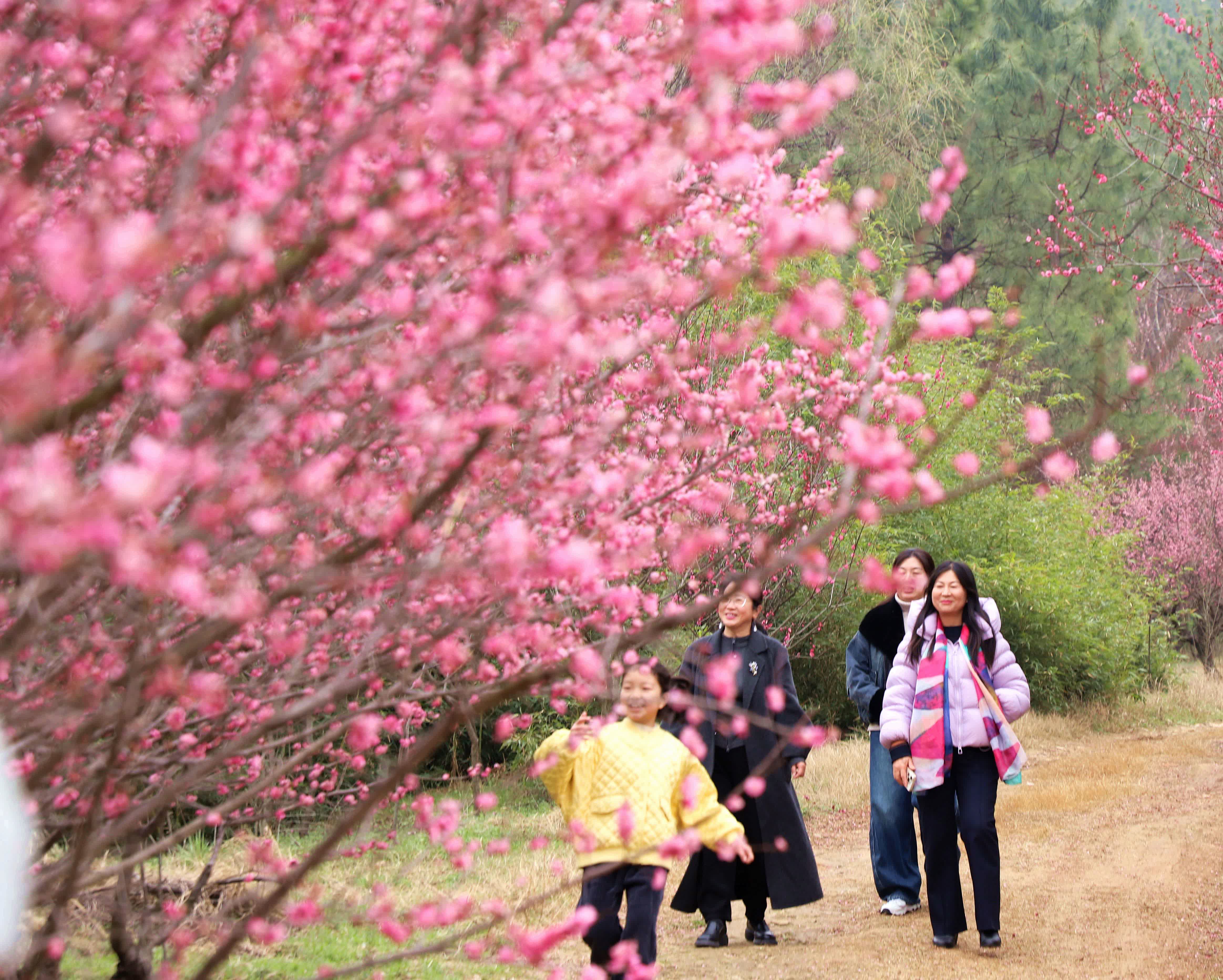 3月8日，遊客在江蘇省揚州市瘦西湖風景區遊玩。（新華社）