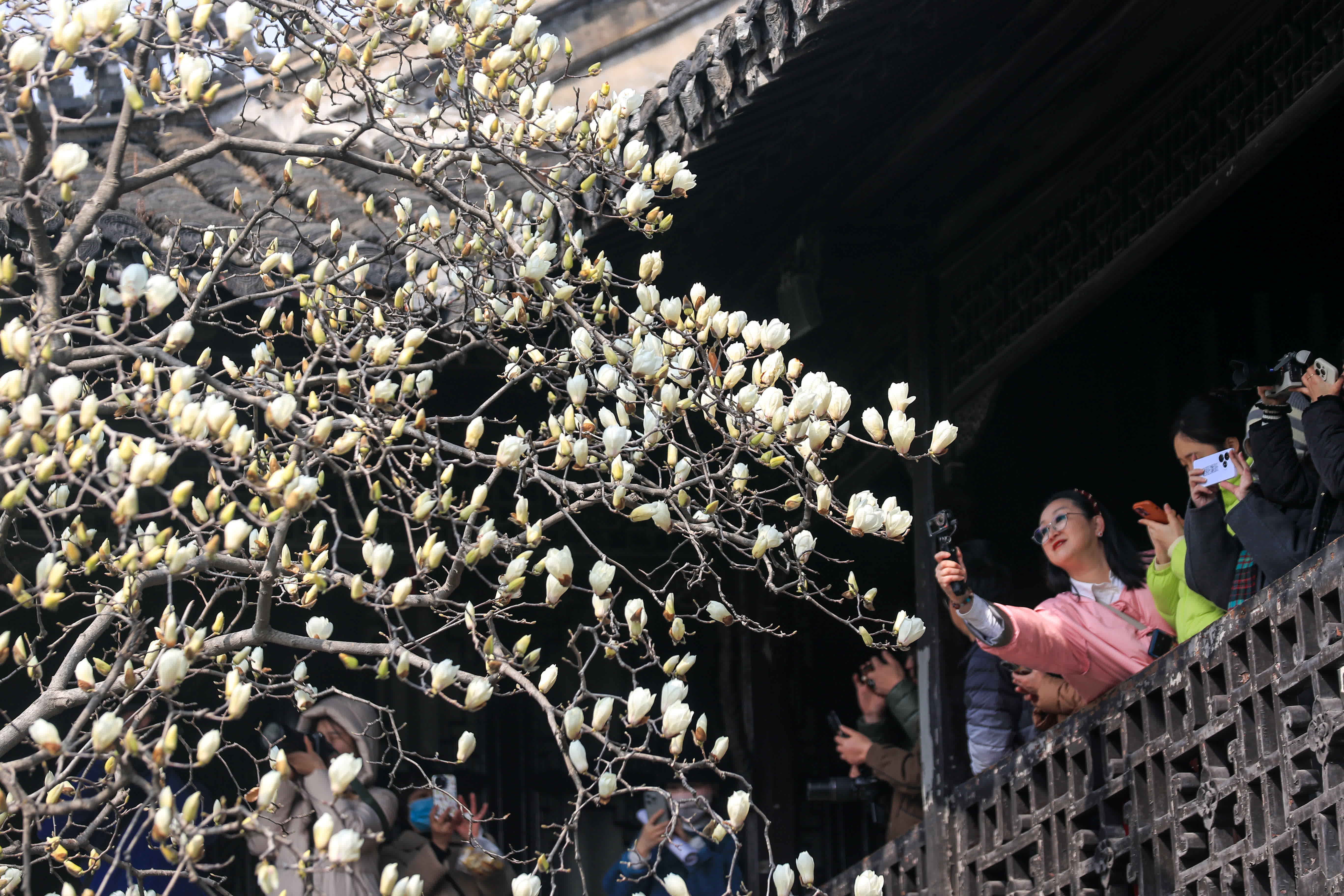 3月8日，遊客在江蘇揚州何園景區欣賞玉蘭花。（新華社）