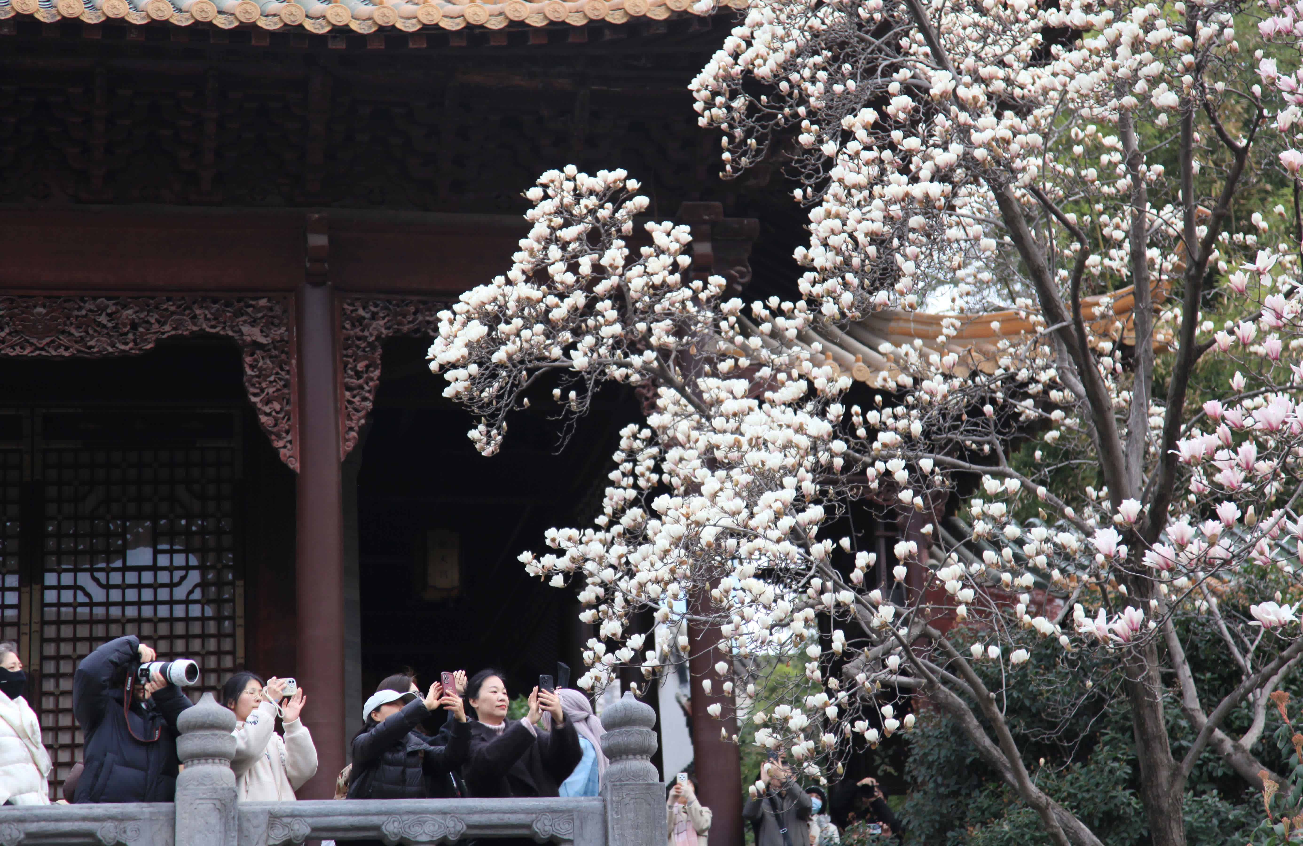 3月8日，遊客在江蘇省南京市朝天宮景區賞花拍照。（新華社）