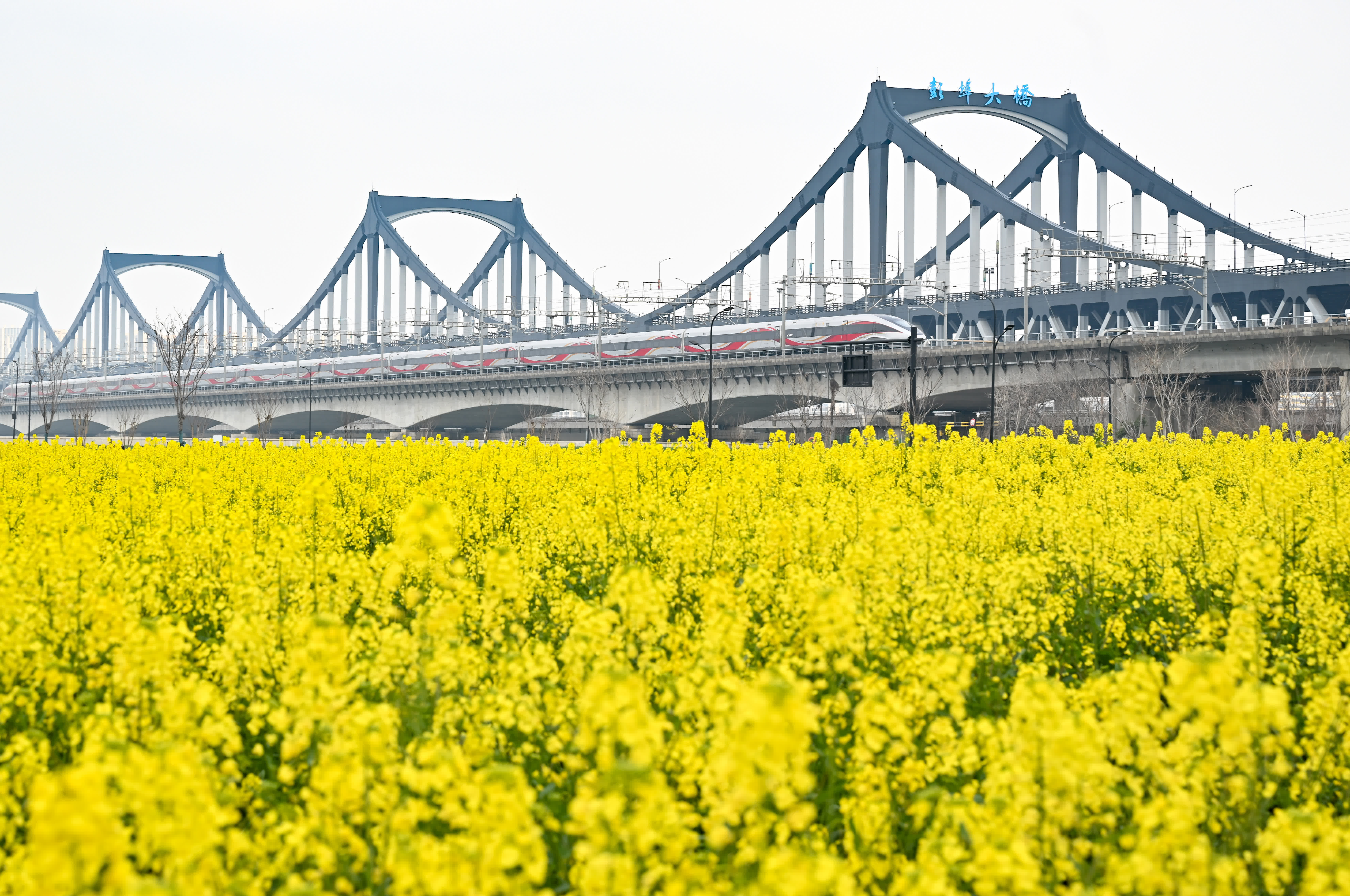 3月9日，復興號列車從彭埠大橋南的花田邊駛過。（中新社）