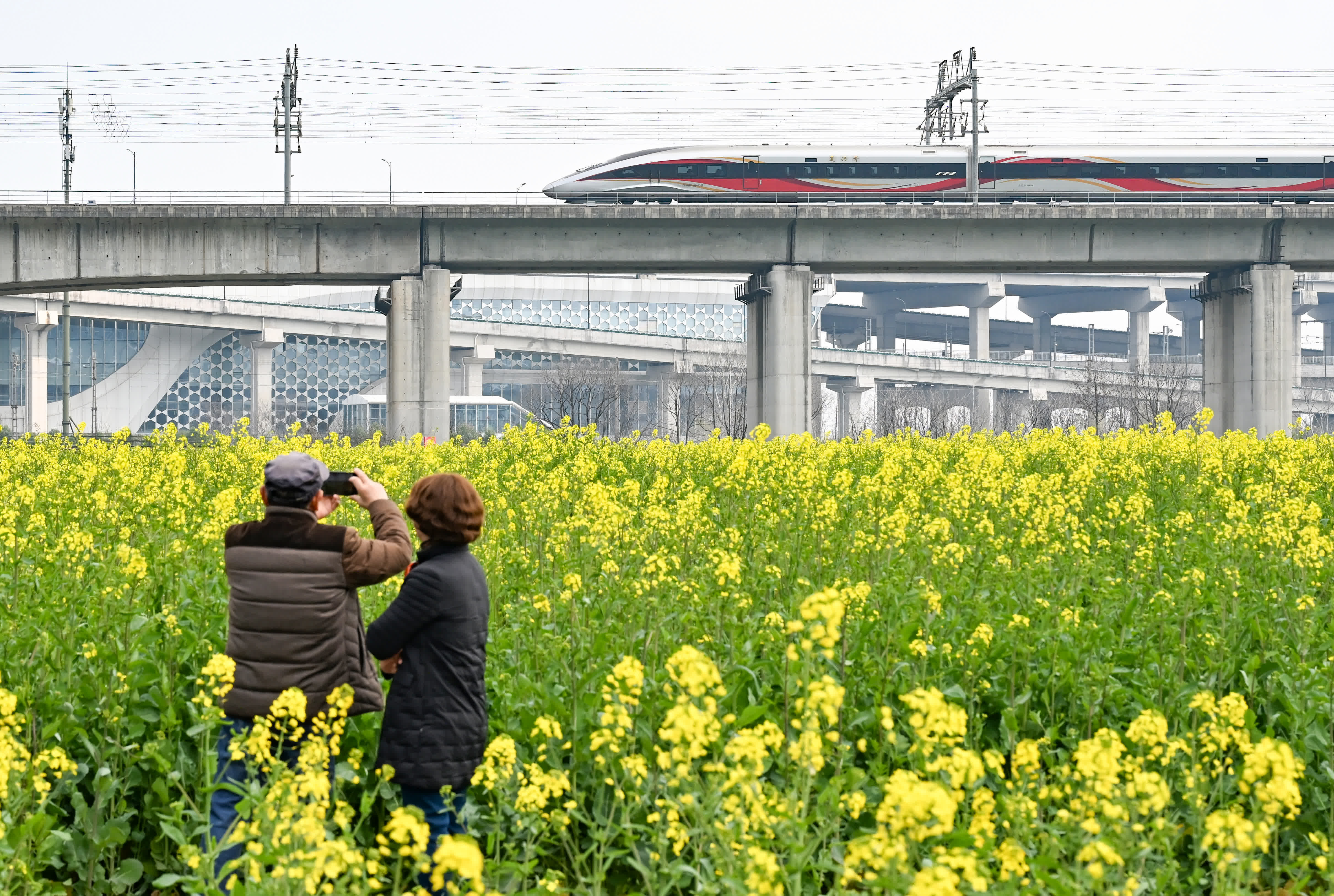 3月9日，復興號列車從彭埠大橋南的花田邊駛過。（中新社）