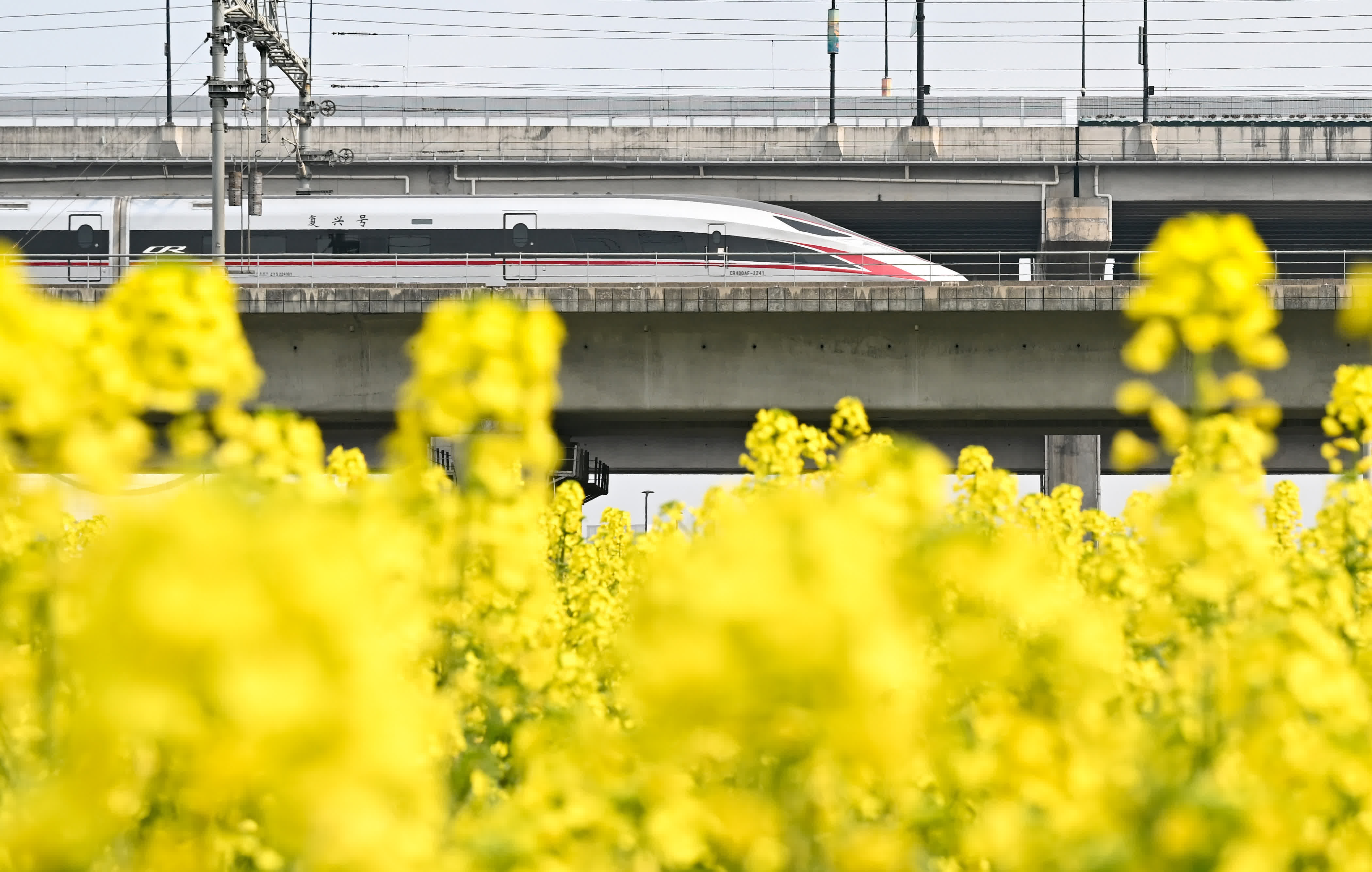 3月9日，復興號列車從彭埠大橋南的花田邊駛過。（中新社）
