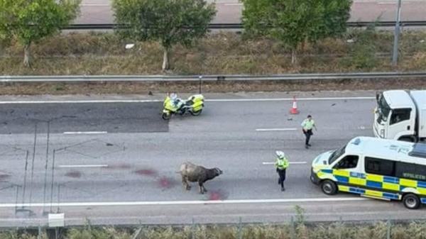 （有片）「車Cam」直擊青朗公路水牛遭私家車猛撞受傷