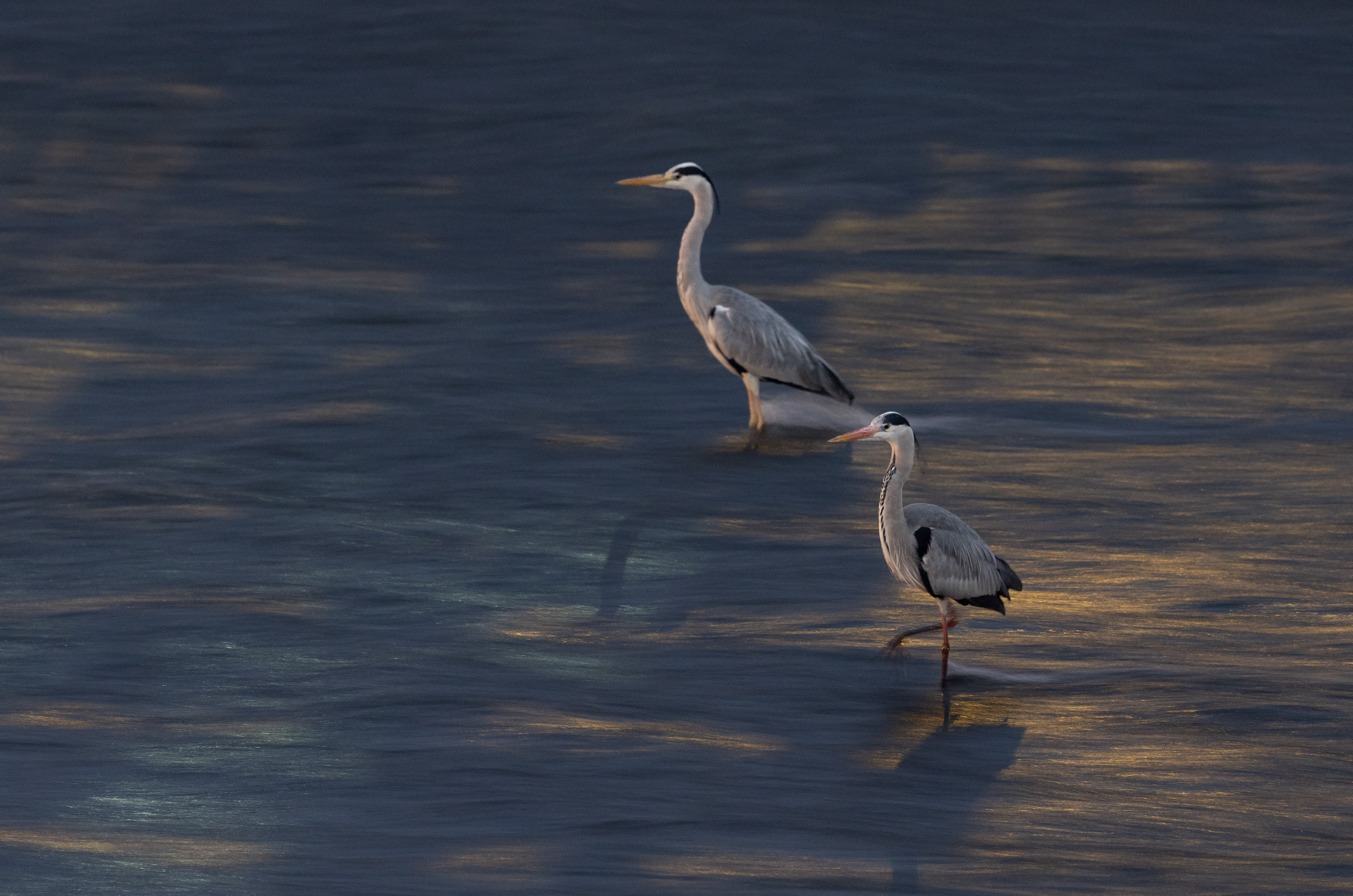 3月17日，兩隻鷺鳥在錦江河道中迎着逆流「站樁」覓食。新華社