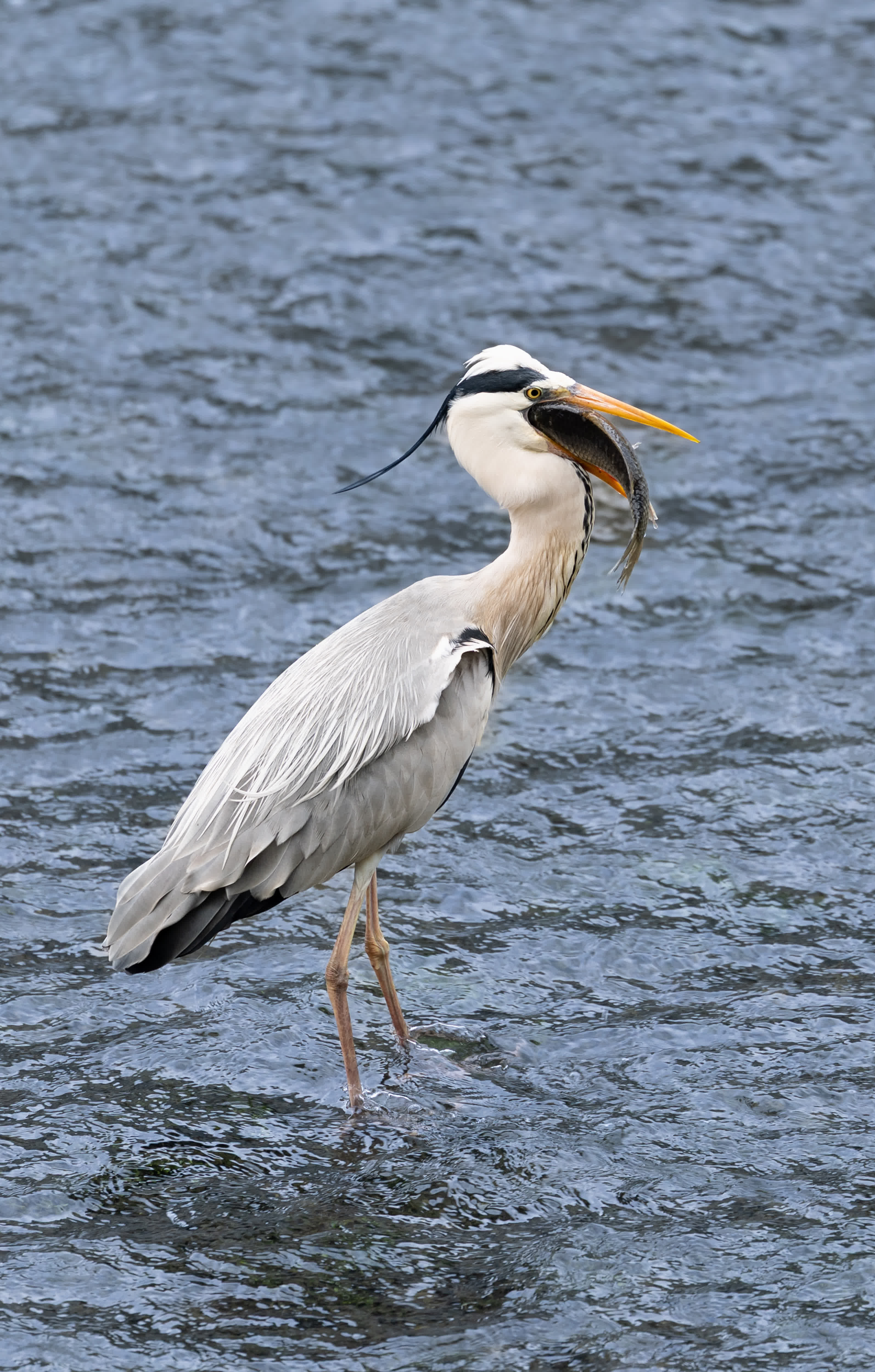 3月17日，一隻鷺鳥在錦江河道中捕魚。新華社