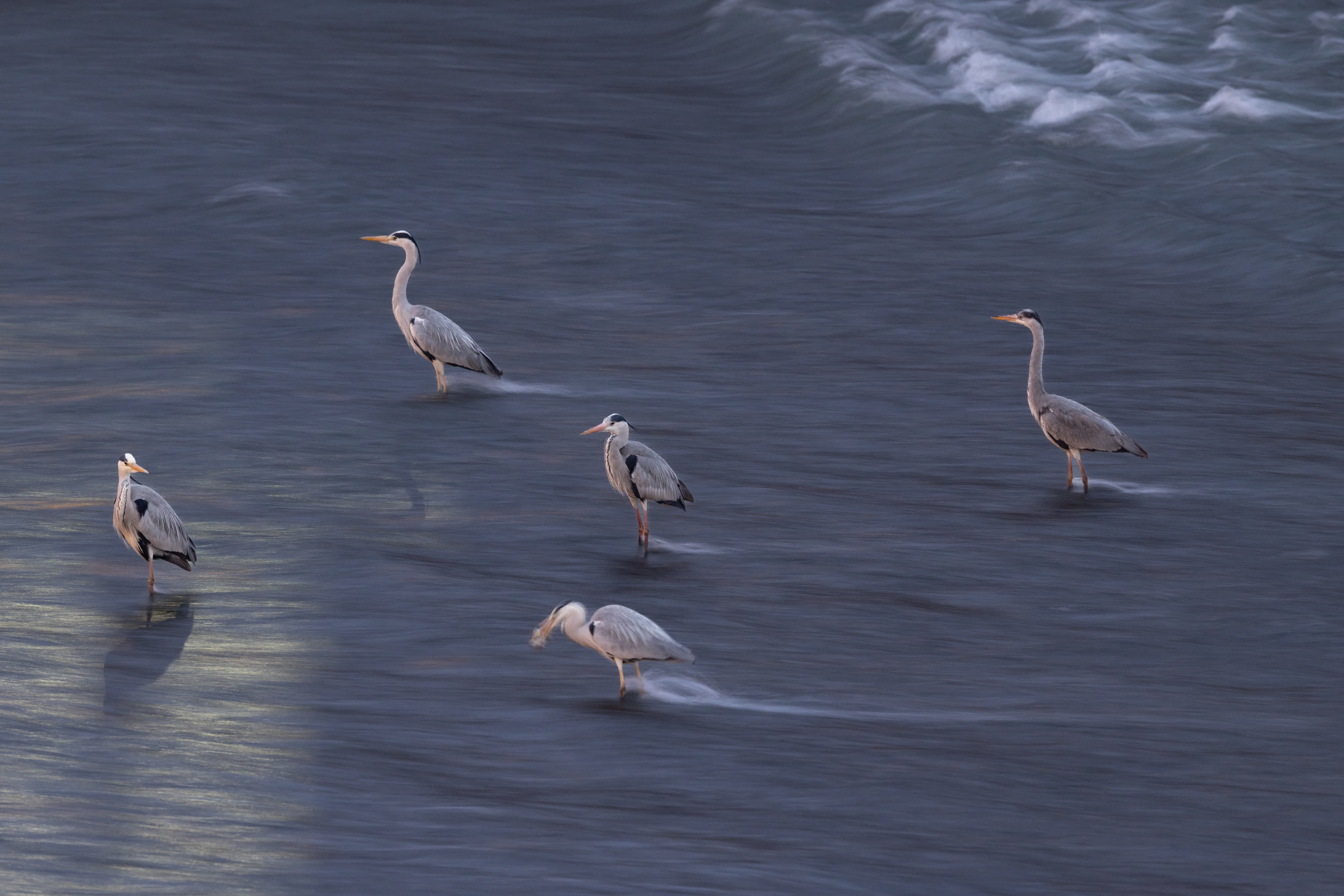 3月17日，幾隻鷺鳥在錦江河道中迎着逆流「站樁」覓食。新華社