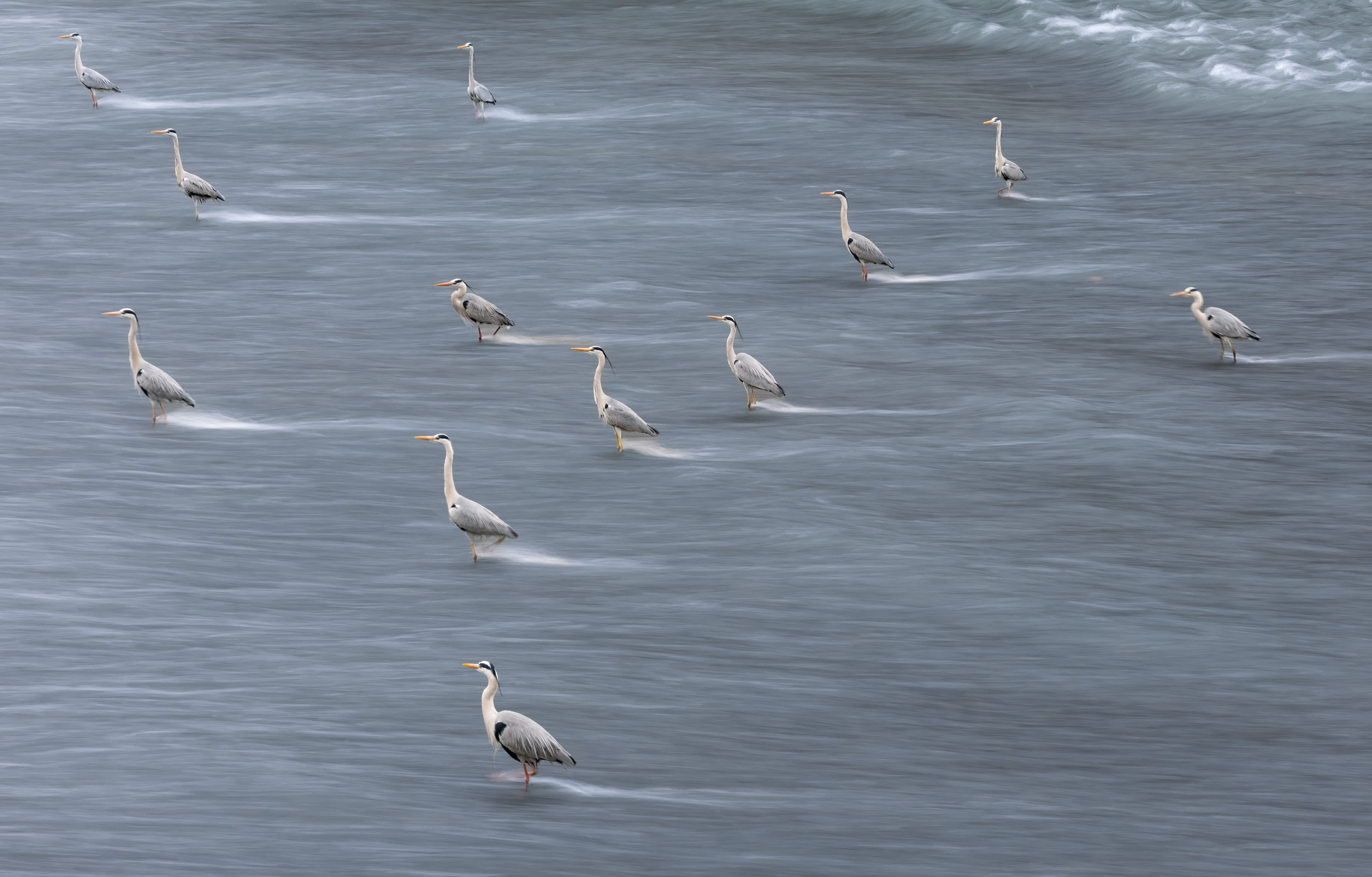 3月17日，一群鷺鳥在錦江河道中迎着逆流「站樁」覓食。新華社