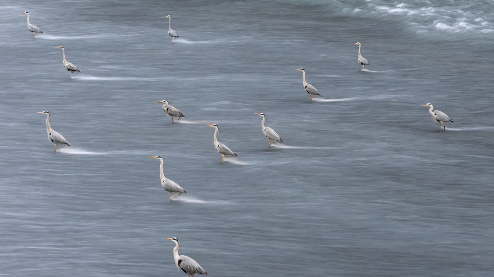 成都：鷺鳥「站樁」捕魚