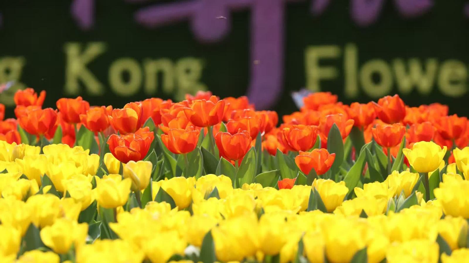 百花鬥艷！2026香港花卉展來了