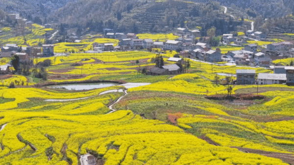 陝西鳳堰梯田綻放油菜花海　風景如畫春意濃