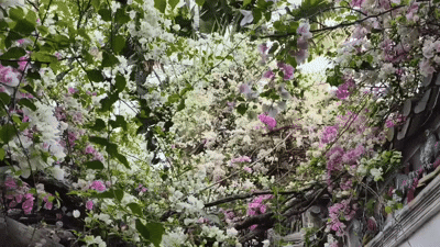 （有片）這株三角梅獲封深圳「花妖」　錯過真等一年！（附北上交通指南）