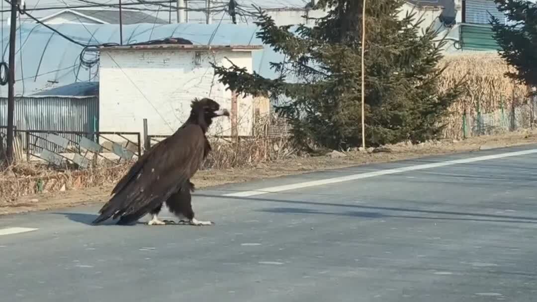 極為罕見　吉林一國道驚現「座山雕」