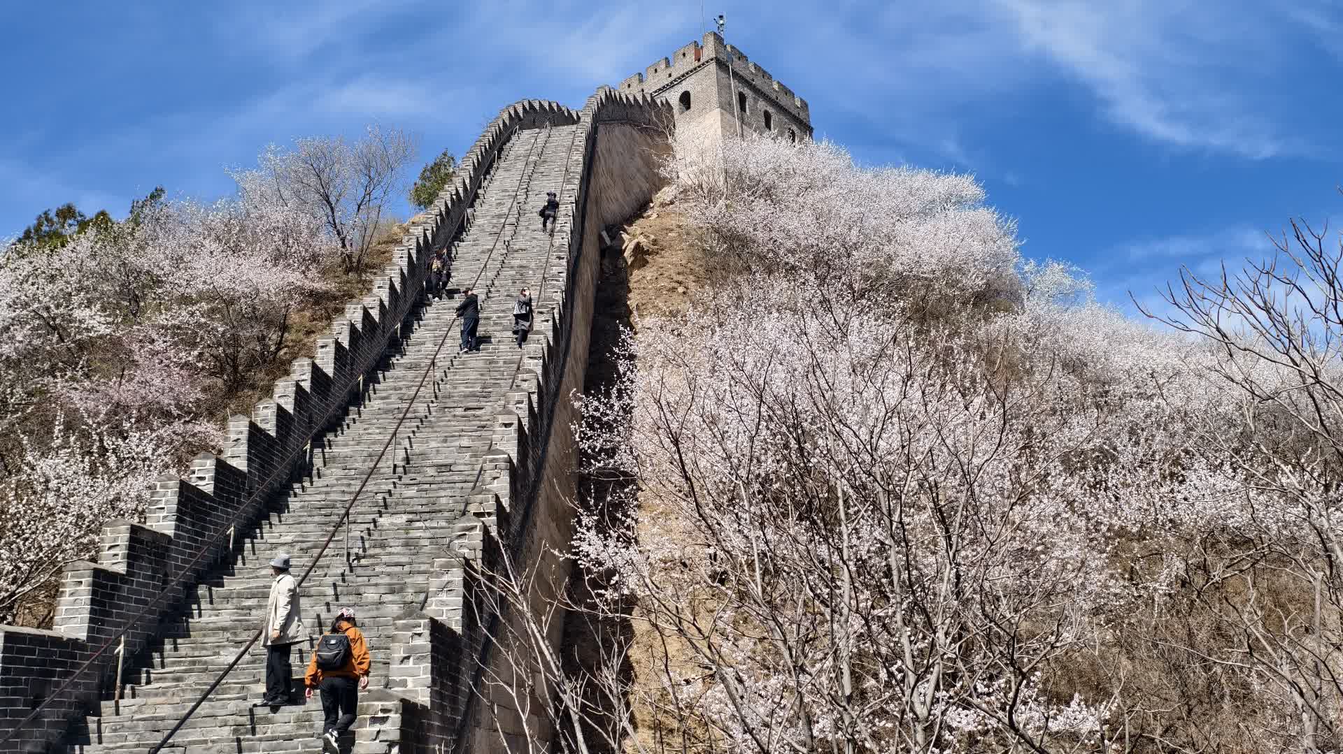 (有片)長城醒山季春花爛漫 遊客可乘坐網紅列車穿越花海 - 旅遊 - 香港文匯報
