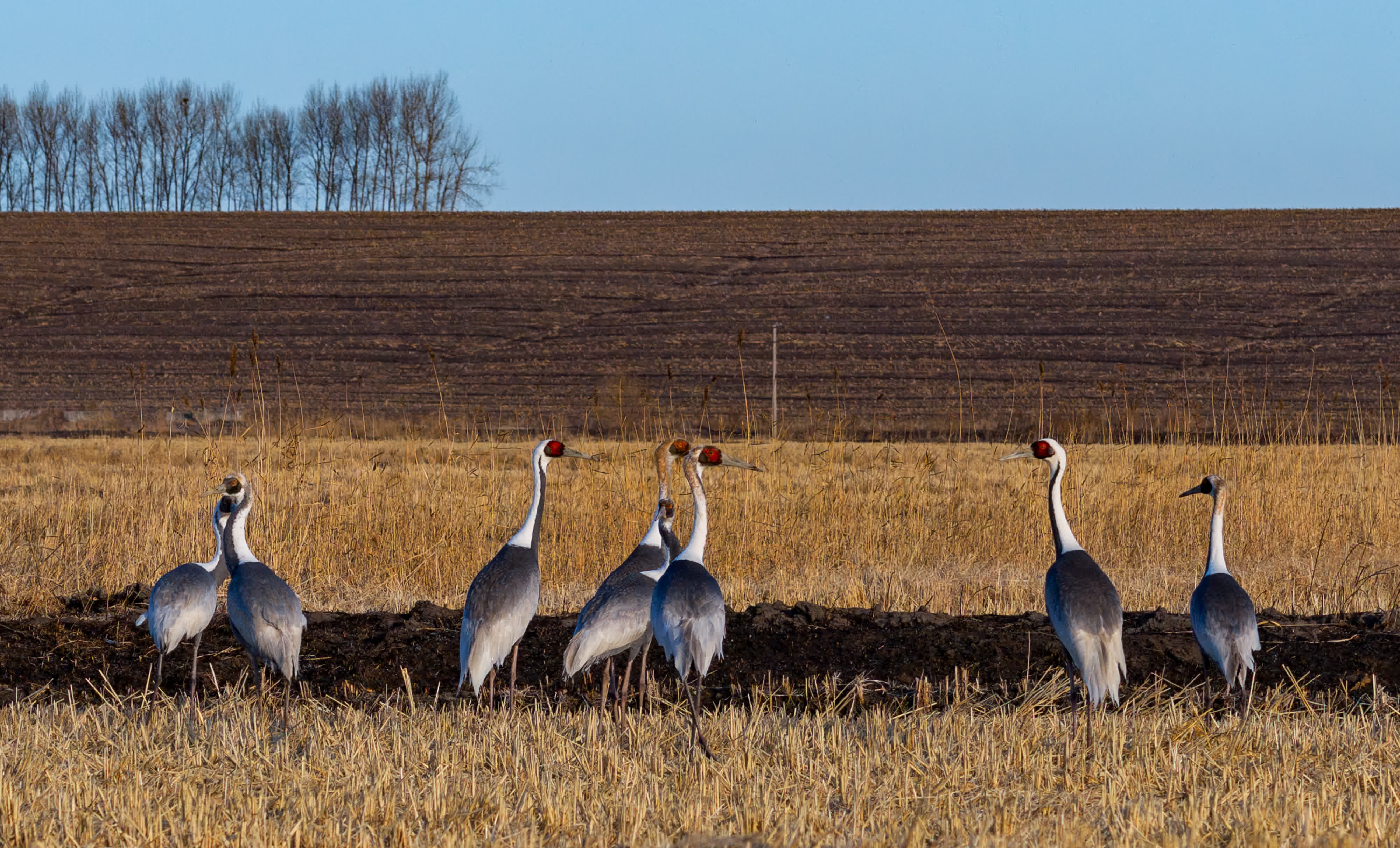 這是4月1日在黑龍江省肇東市千鶴島旅遊風景區拍攝的白枕鶴（無人機照片）。新華社