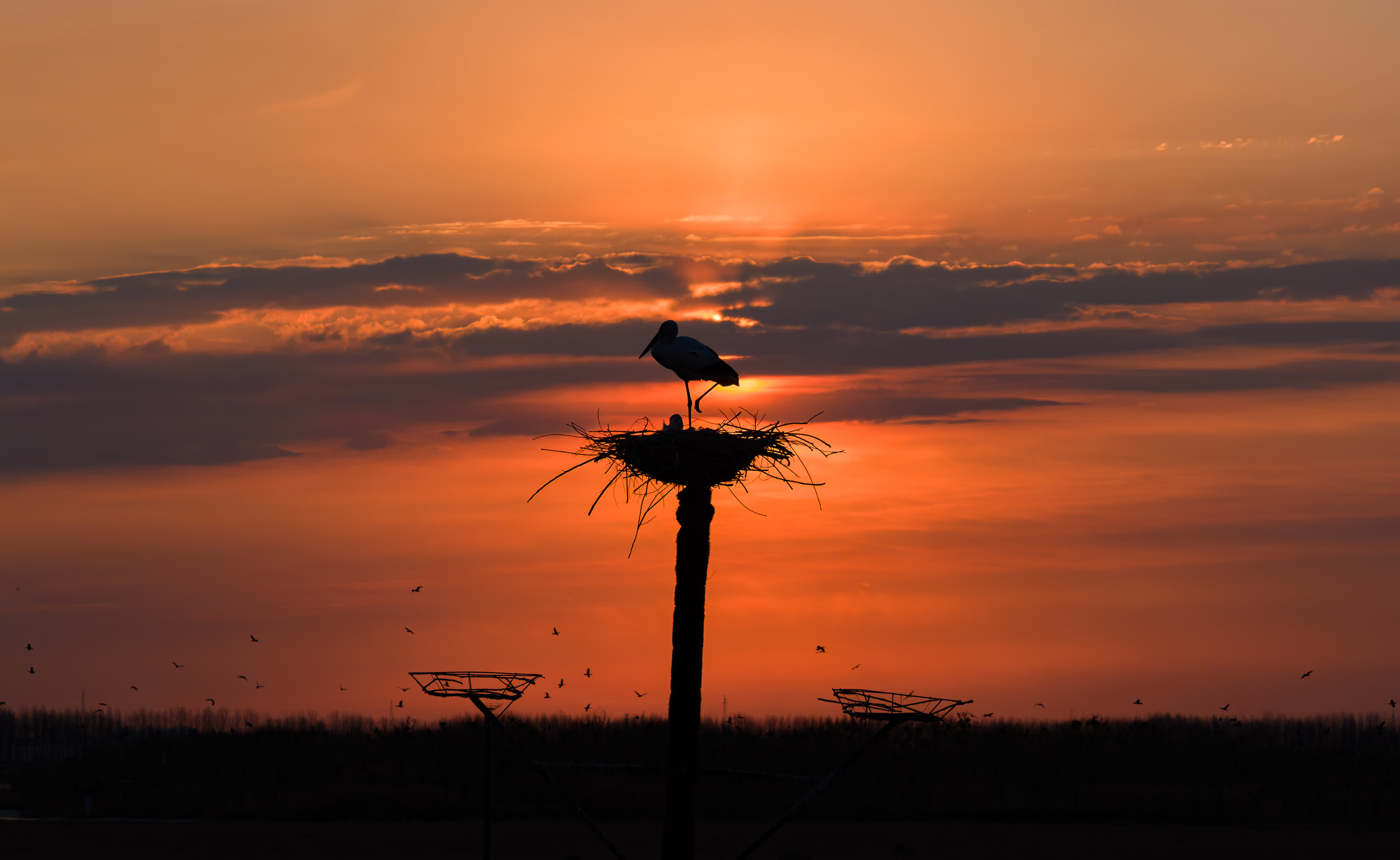 這是4月1日在黑龍江省肇東市千鶴島旅遊風景區拍攝的晨光中的東方白鸛（無人機照片）。新華社