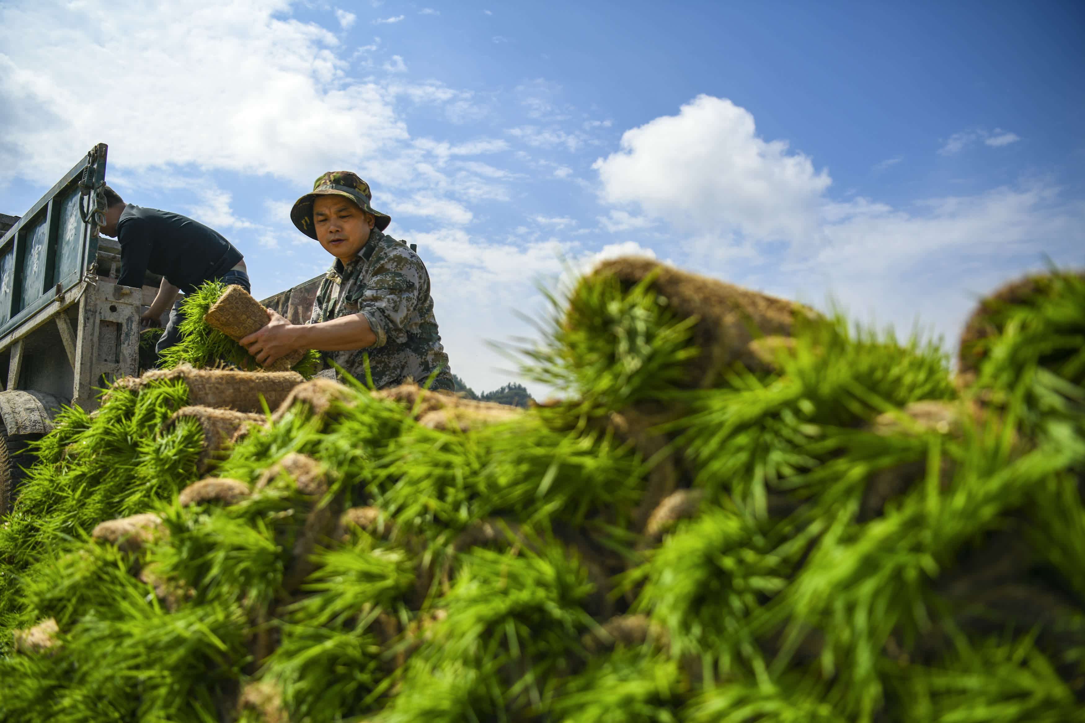 4月1日，在湖南省常寧市蘭江鄉景星村，農民轉運早稻秧苗。（新華社）