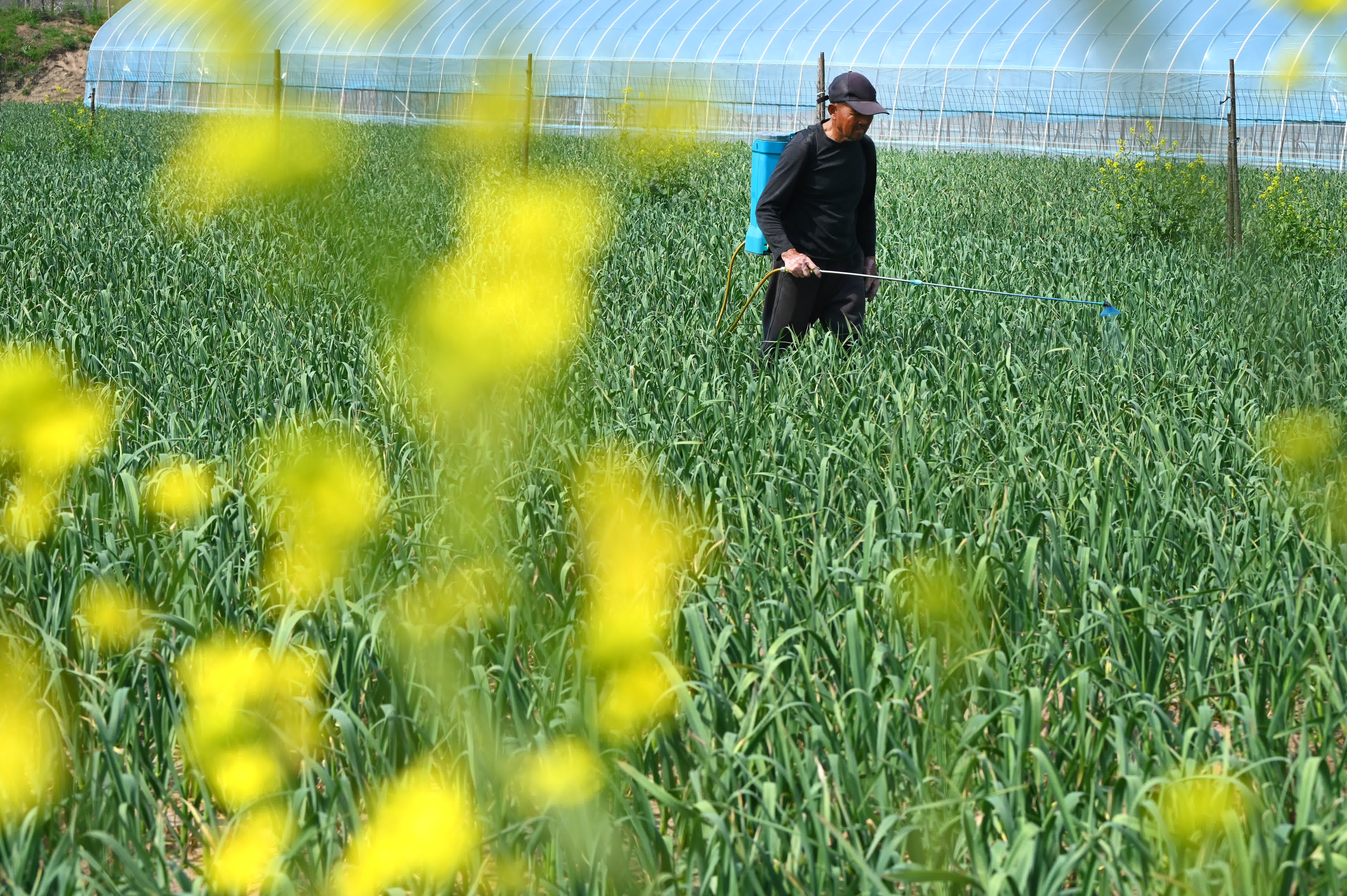 4月2日，河南省開封市鼓樓區仙人莊街道新莊村農民在蒜田里噴施農藥防治病蟲害。（新華社）