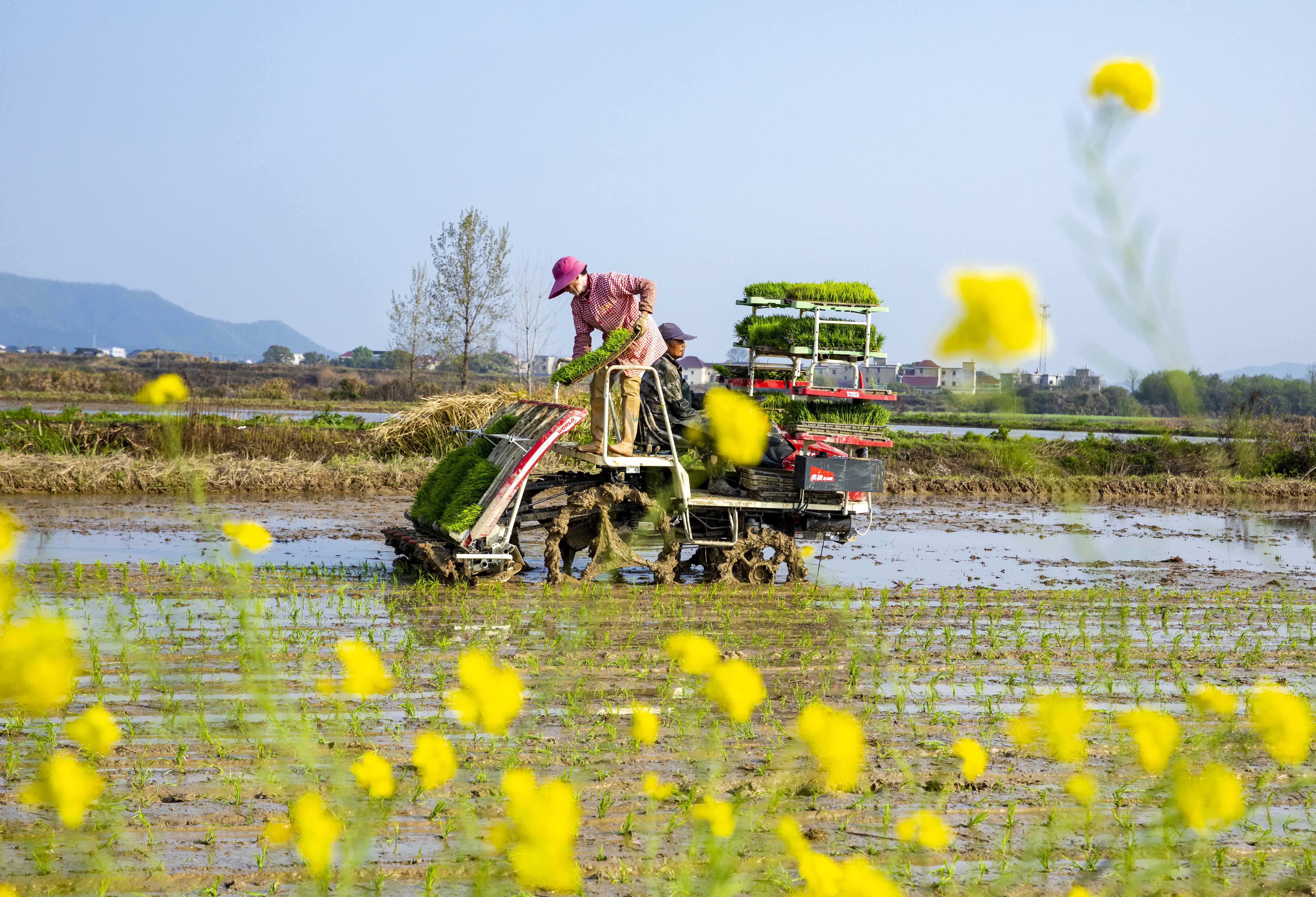 4月1日，江西省九江市都昌縣蔡嶺鎮楊灣村，農民駕駛農機在田間機插早稻。（新華社）