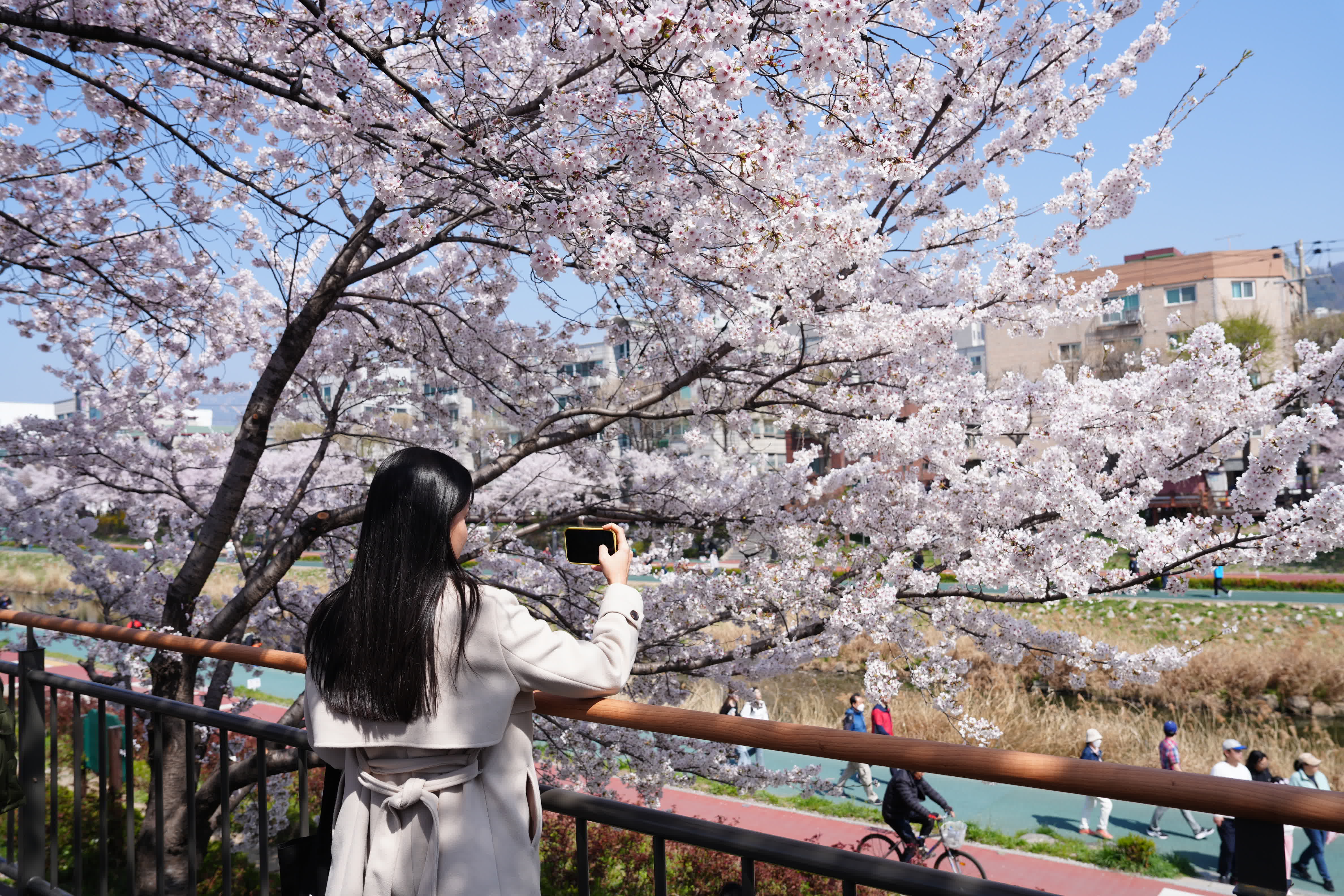 圖為當地時間4月5日，首爾佛光川附近櫻花盛開。 （新華社）