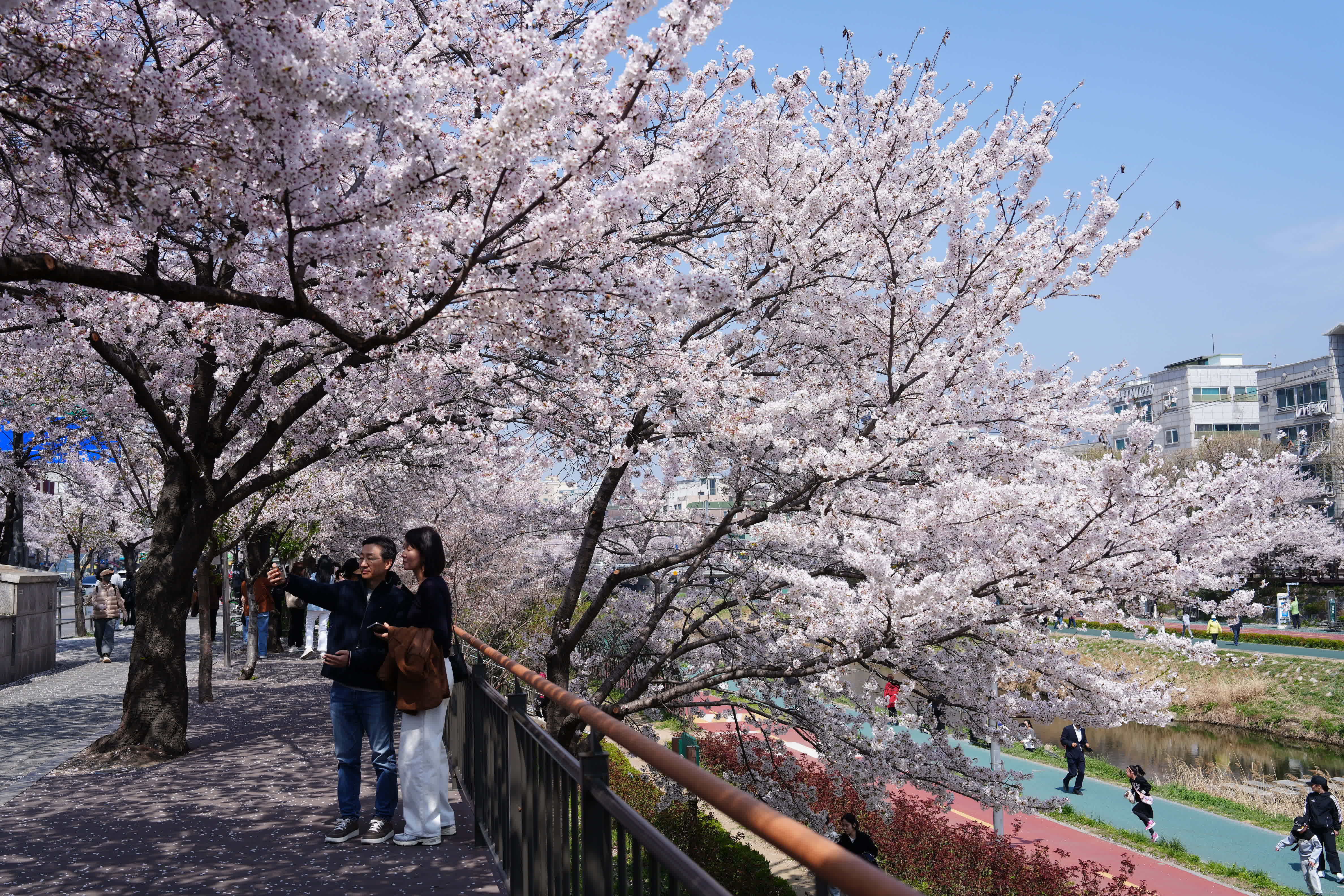 圖為當地時間4月5日，首爾佛光川附近櫻花盛開。 （新華社）