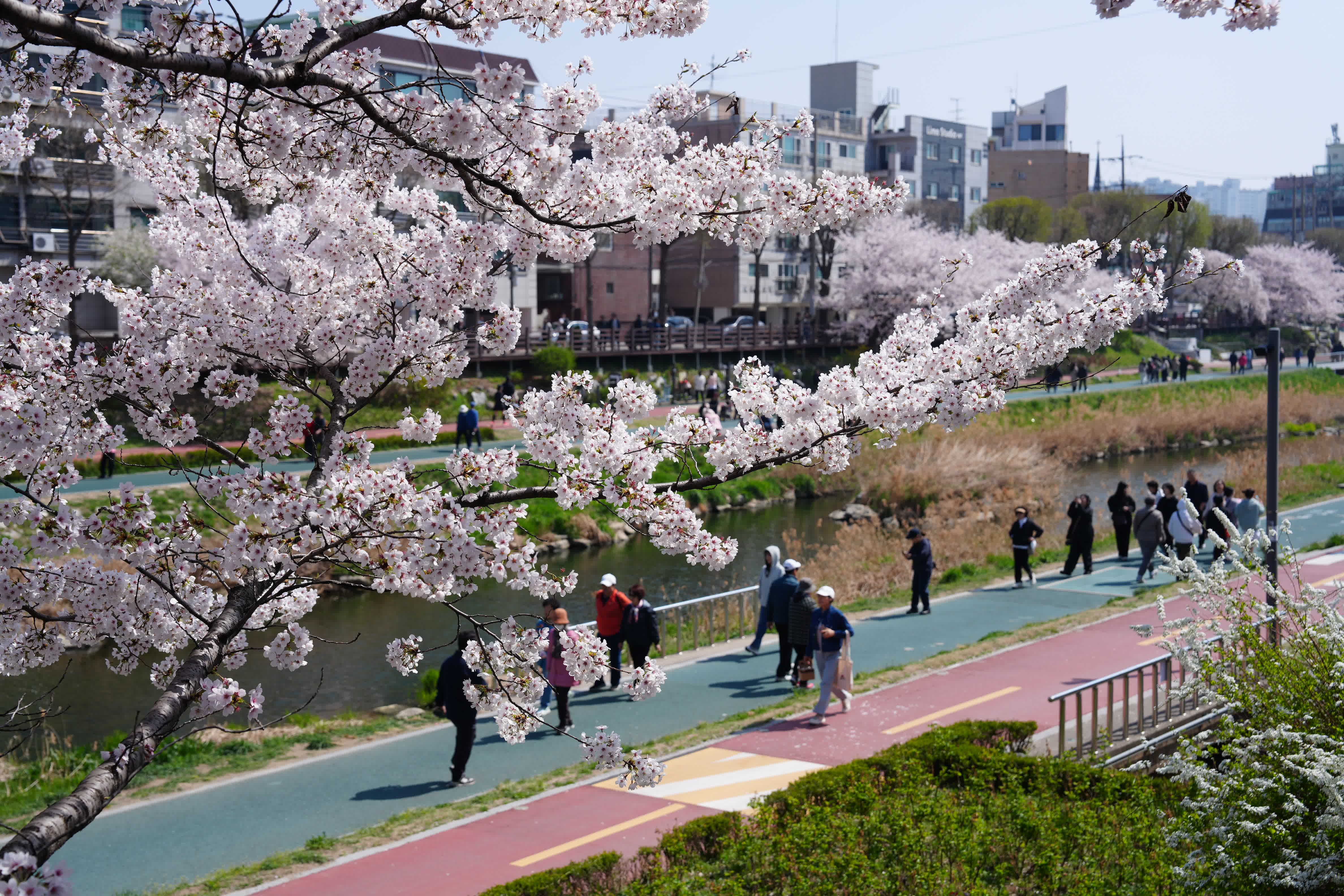 圖為當地時間4月5日，首爾佛光川附近櫻花盛開。  （新華社）
