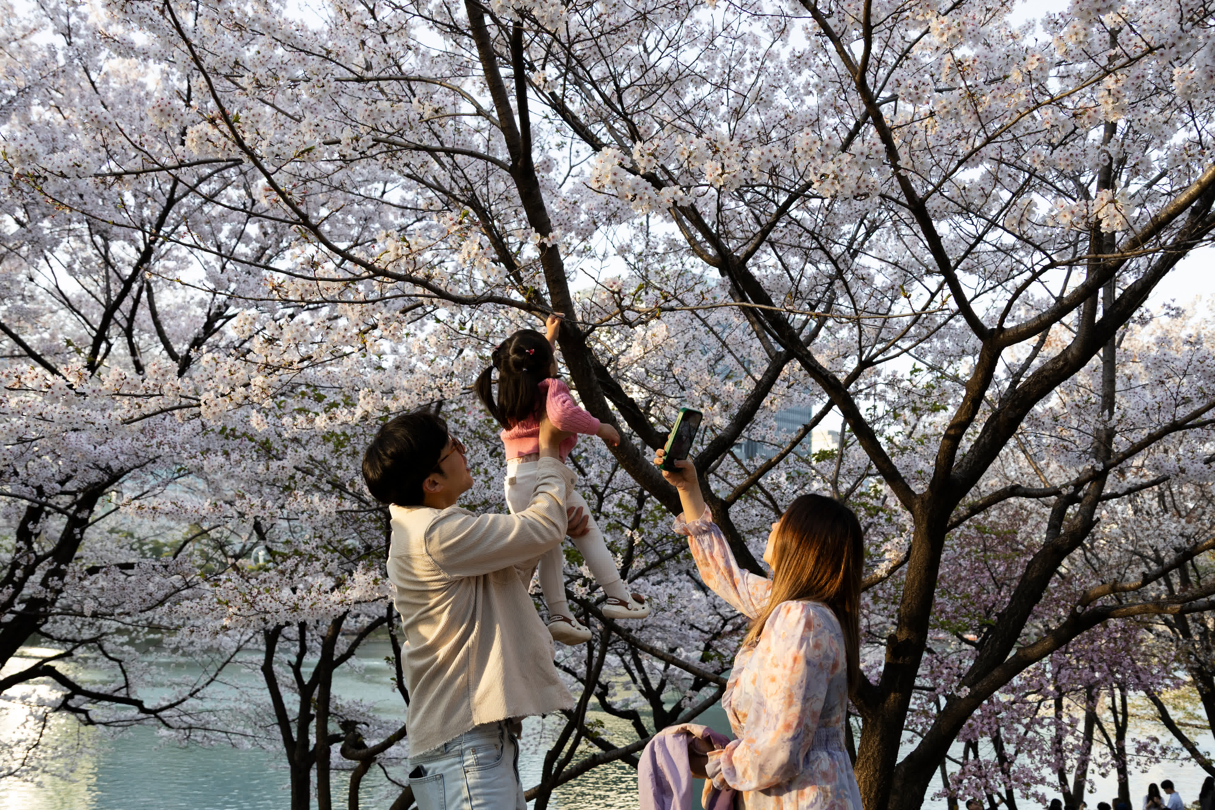 4月5日，人們在韓國首爾石村湖一帶賞花拍照。（新華社）