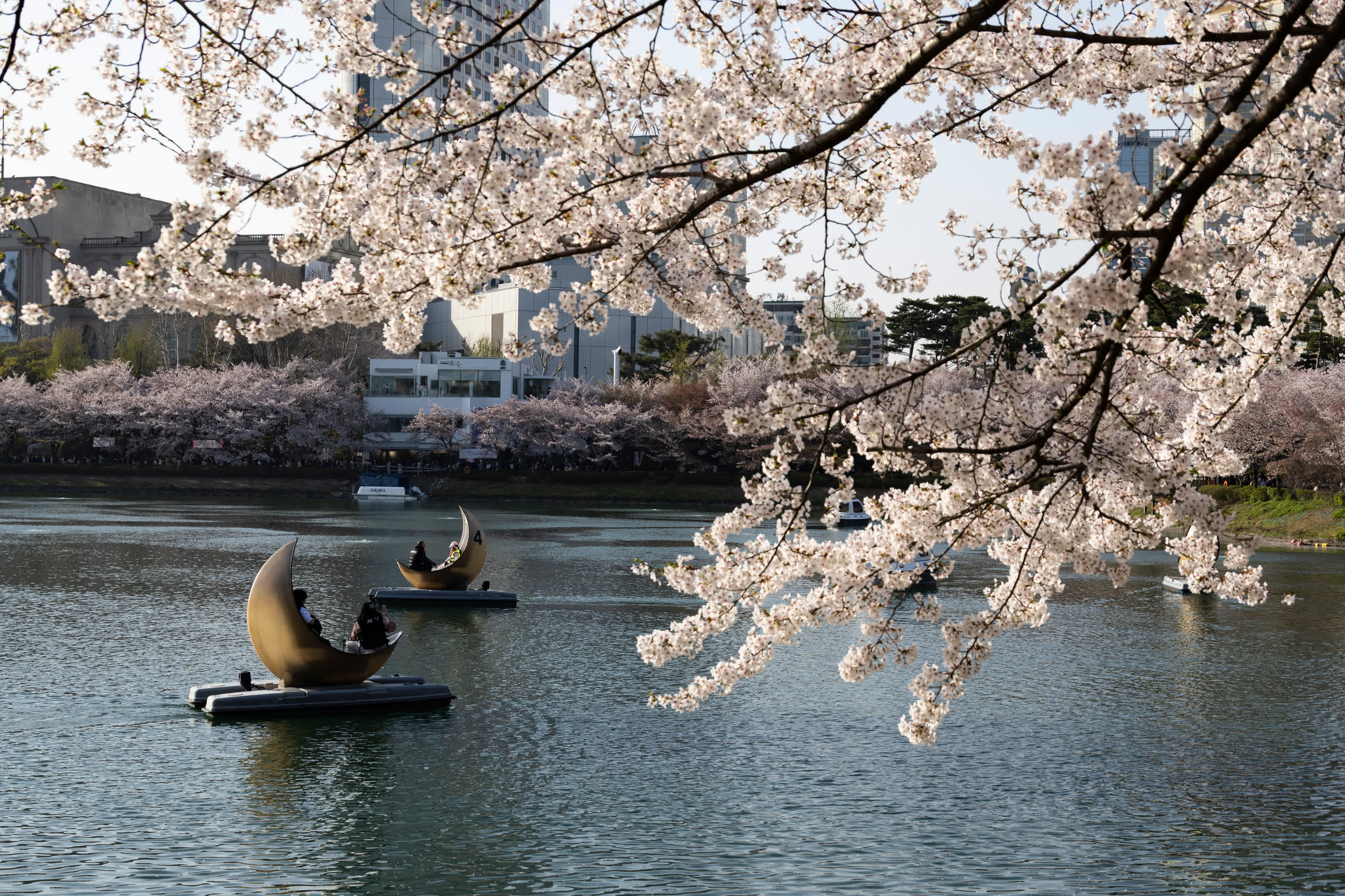 圖為當地時間4月5日，首爾佛光川附近櫻花盛開。 （新華社）