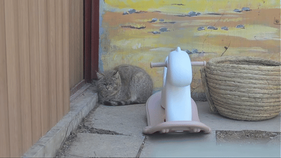 一隻荒漠貓獲成功救護　後續將評估放歸