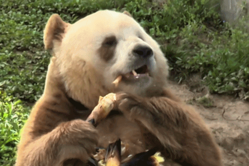 治癒感滿滿！「七仔」開啟春日吃播