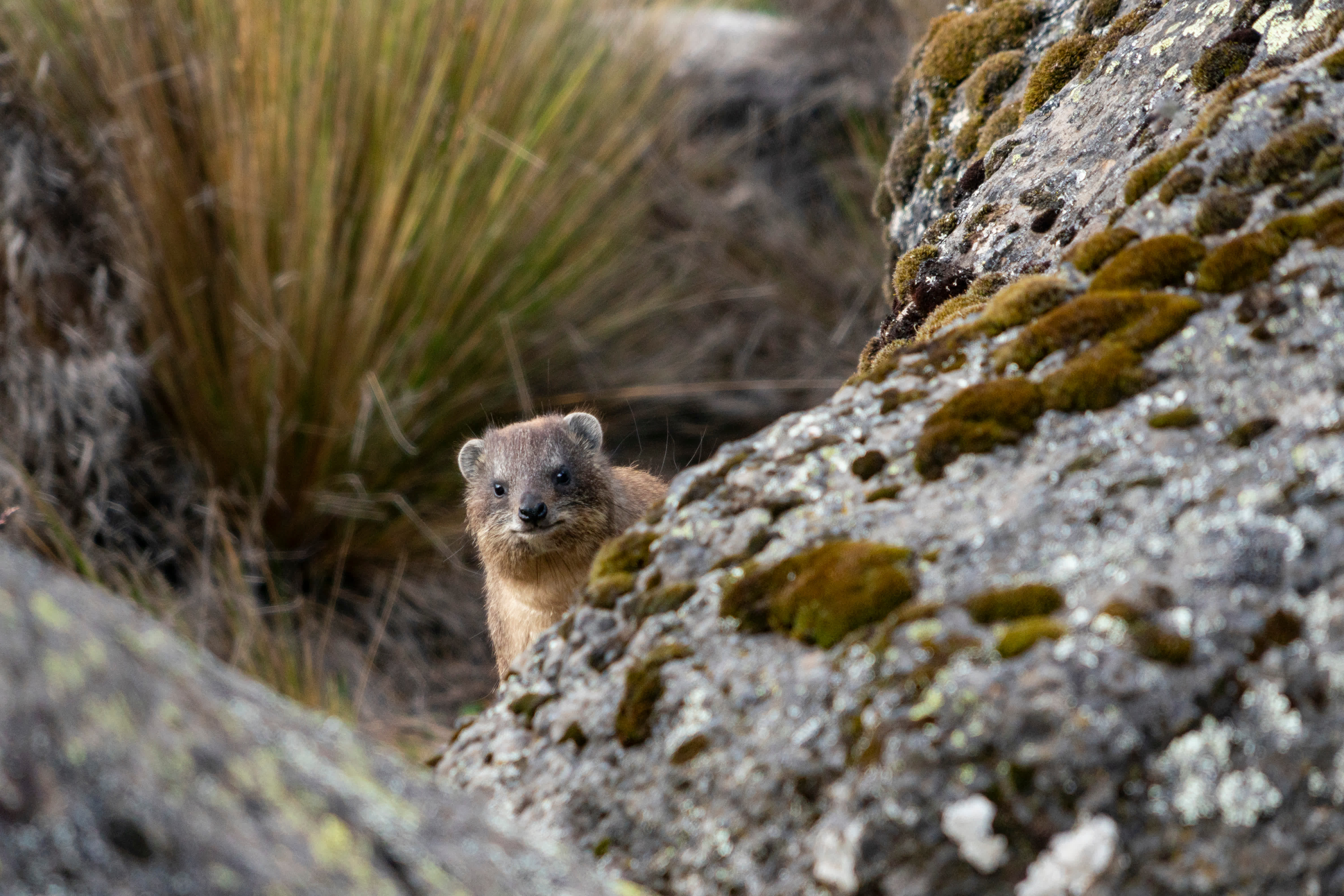 這是4月11日在肯尼亞山國家公園拍攝的岩蹄兔。（新華社）