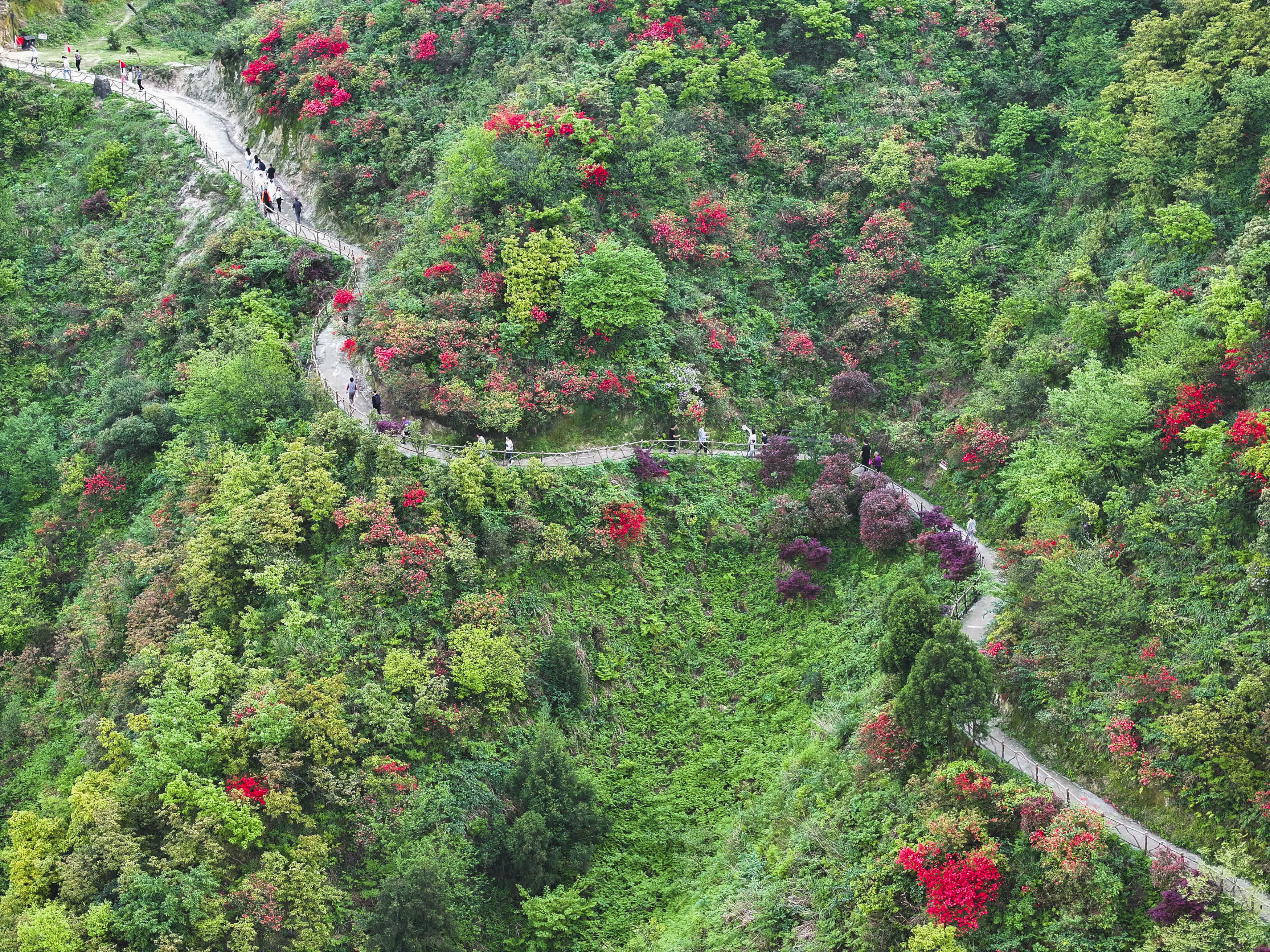 4月18日，遊客在湖南省常寧市天堂山國家森林公園賞花遊玩（無人機照片）。（新華社）